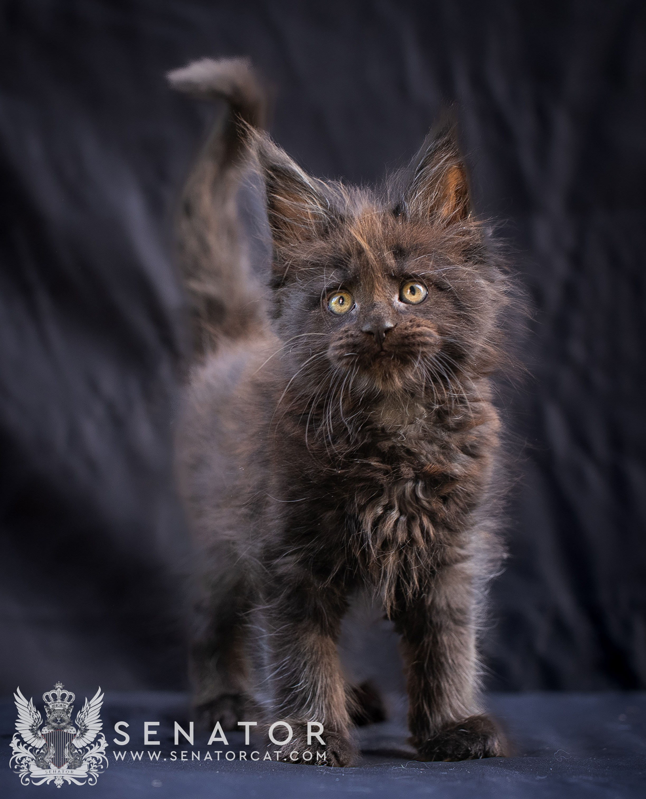 Kittens. Senator Cat
