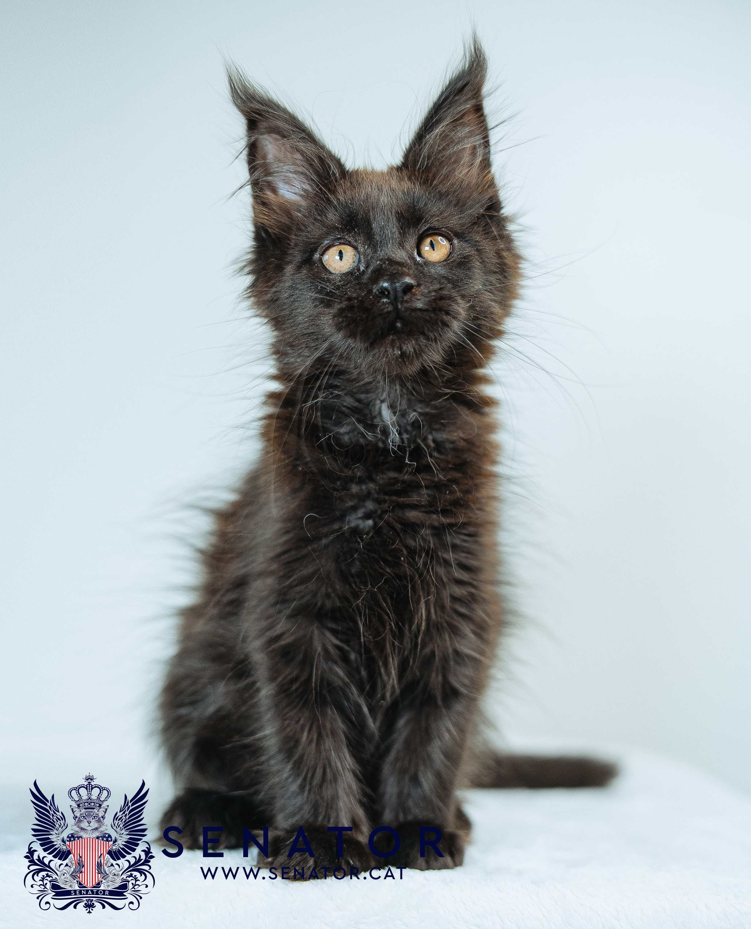 Senator Cat — Maine Coon cattery