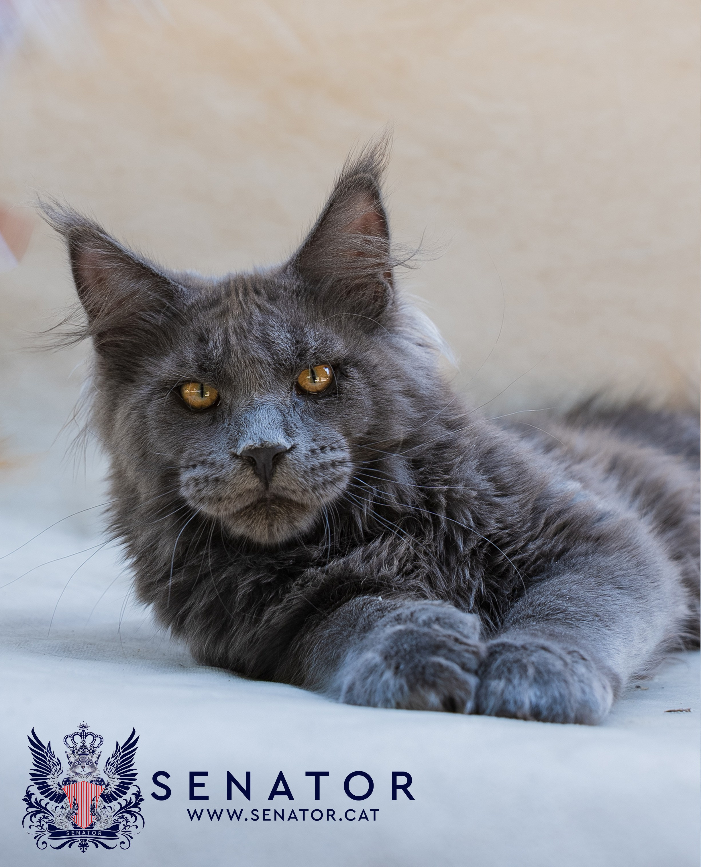 Senator Cat — Maine Coon cattery