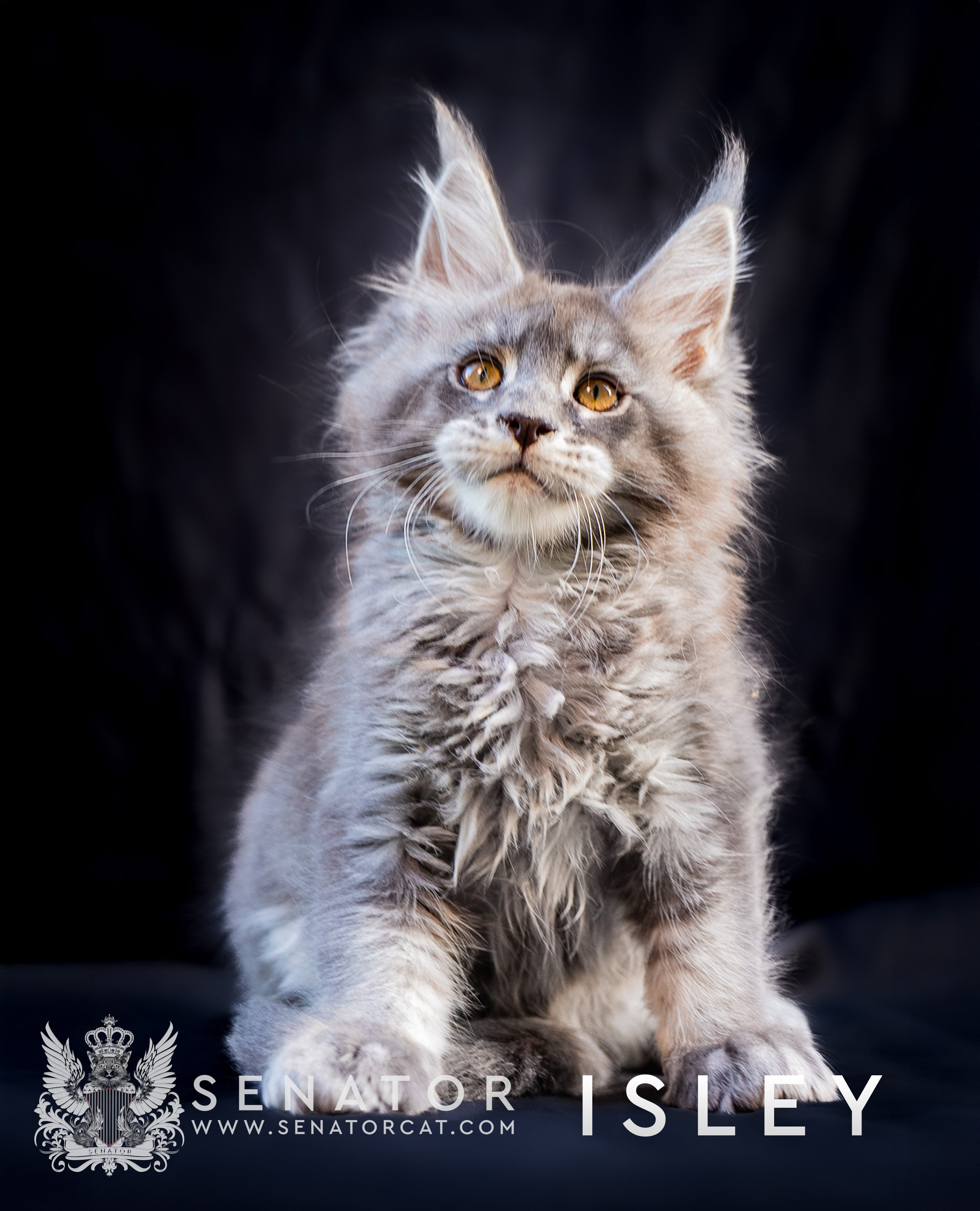 Kittens. Senator Cat