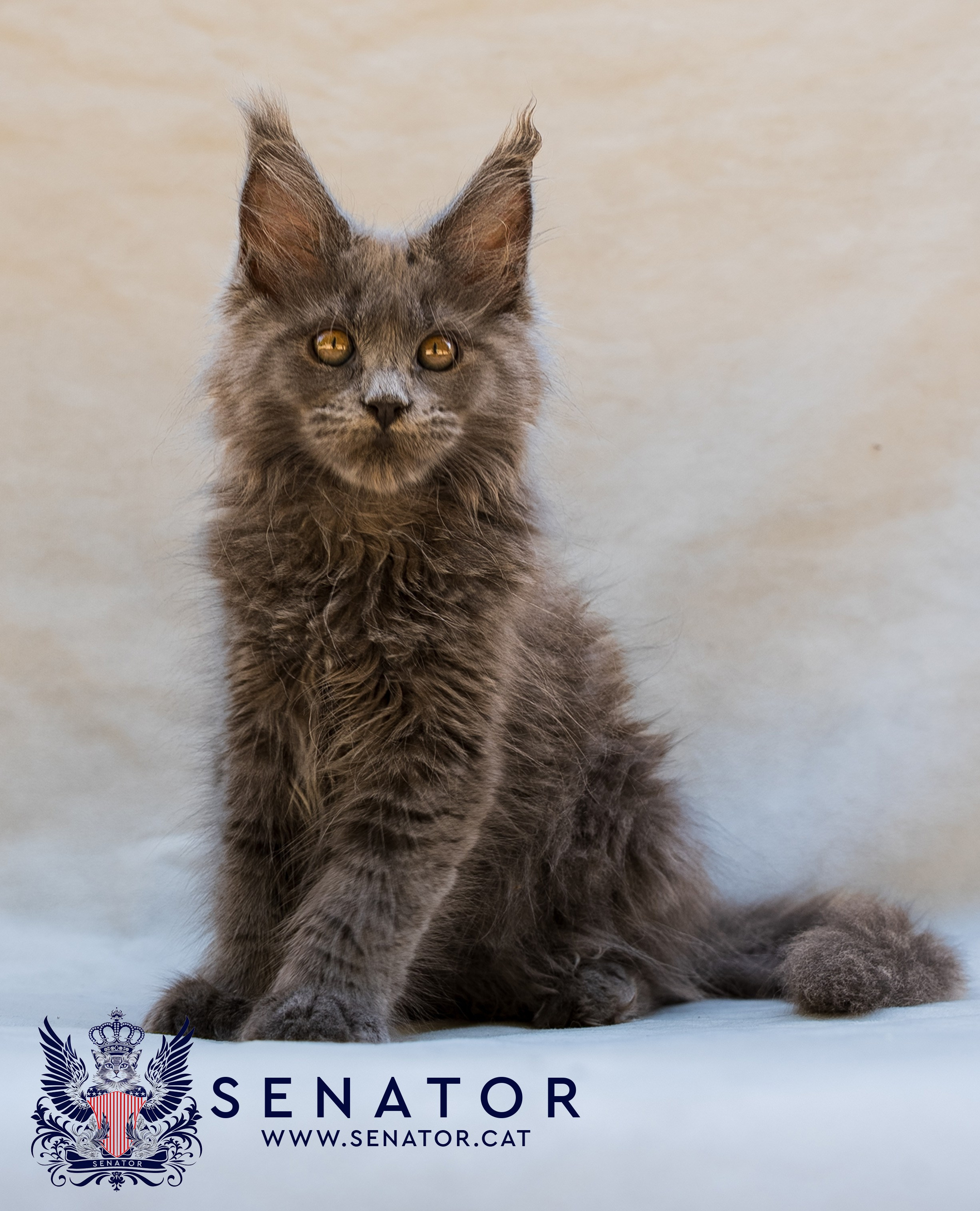 Senator Cat — Maine Coon cattery