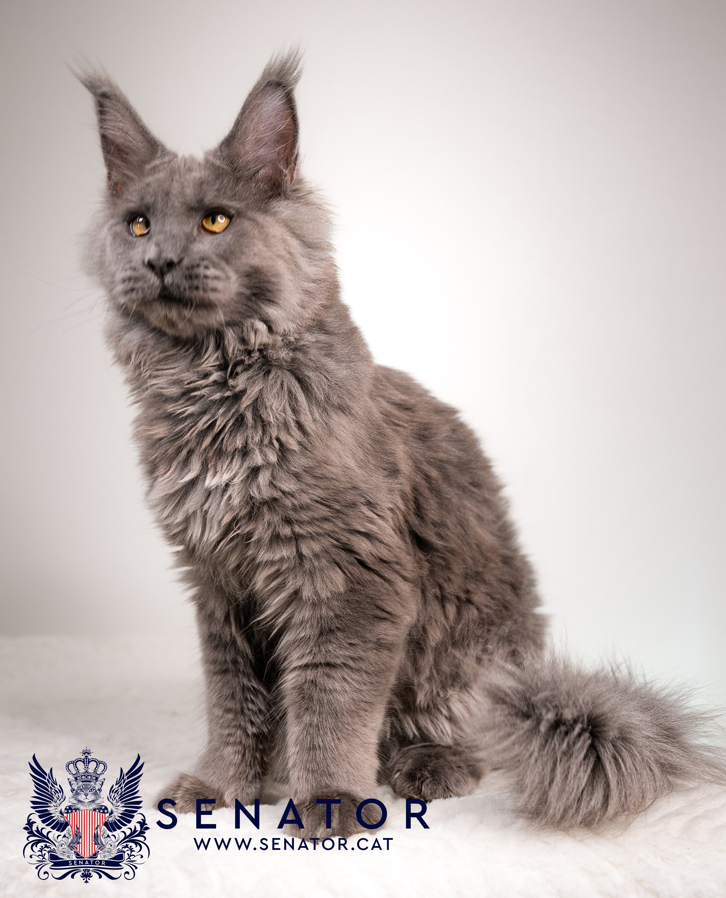 Senator Cat — Maine Coon cattery
