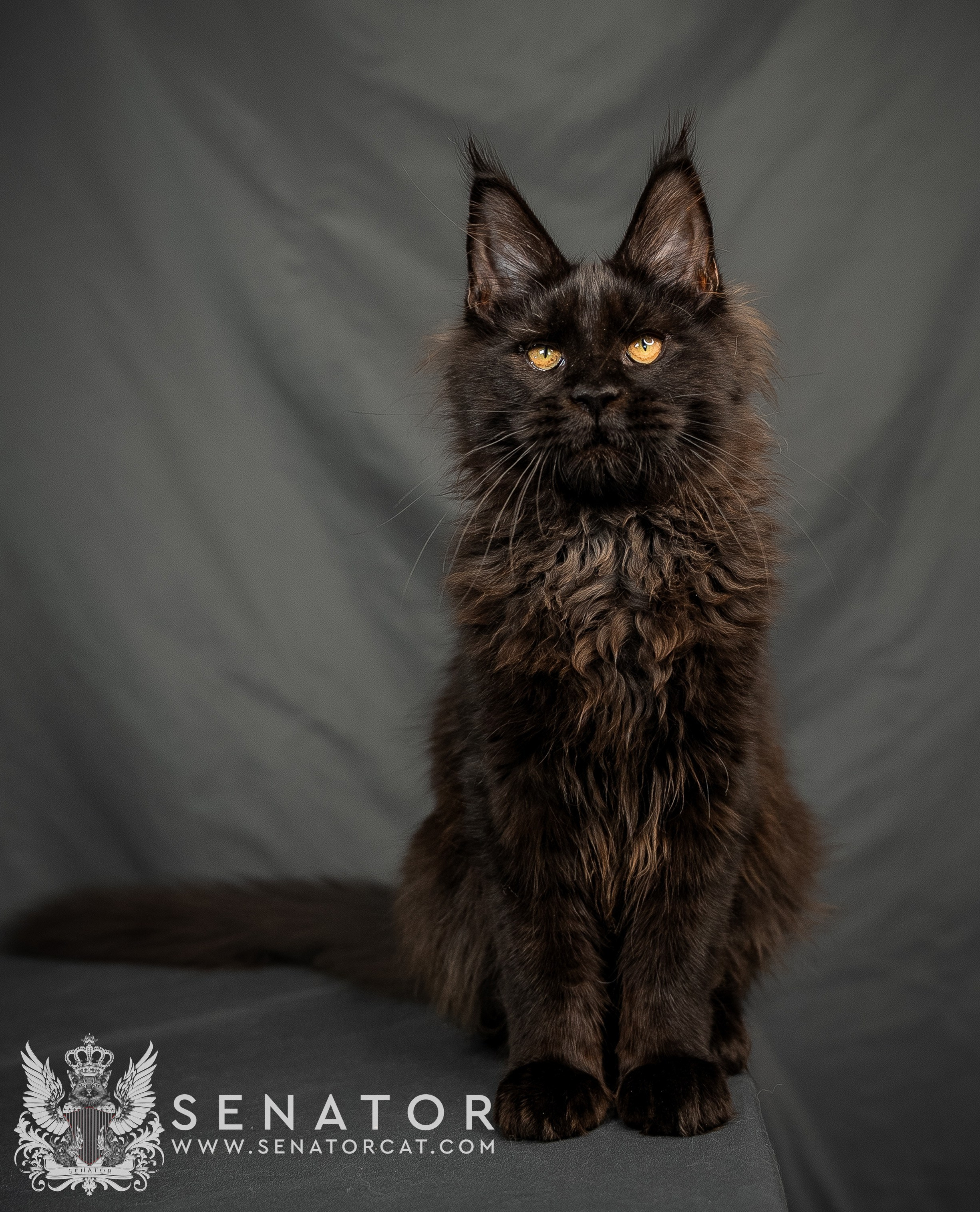 Kittens. Senator Cat