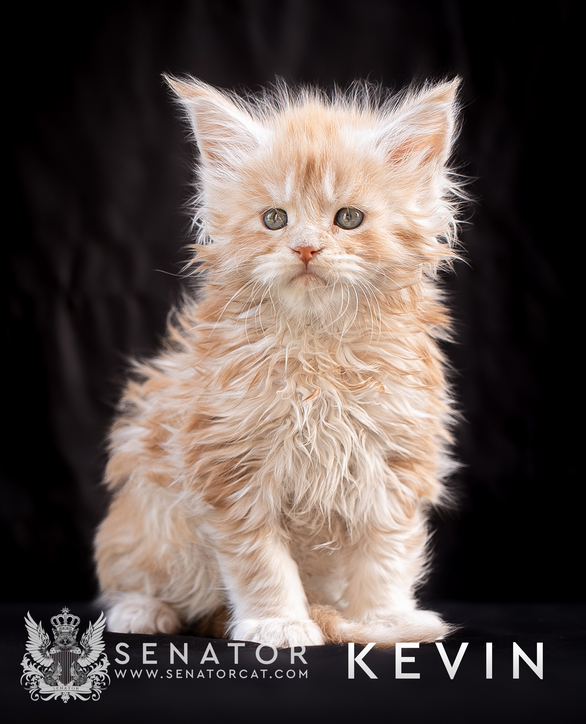 Kittens. Senator Cat
