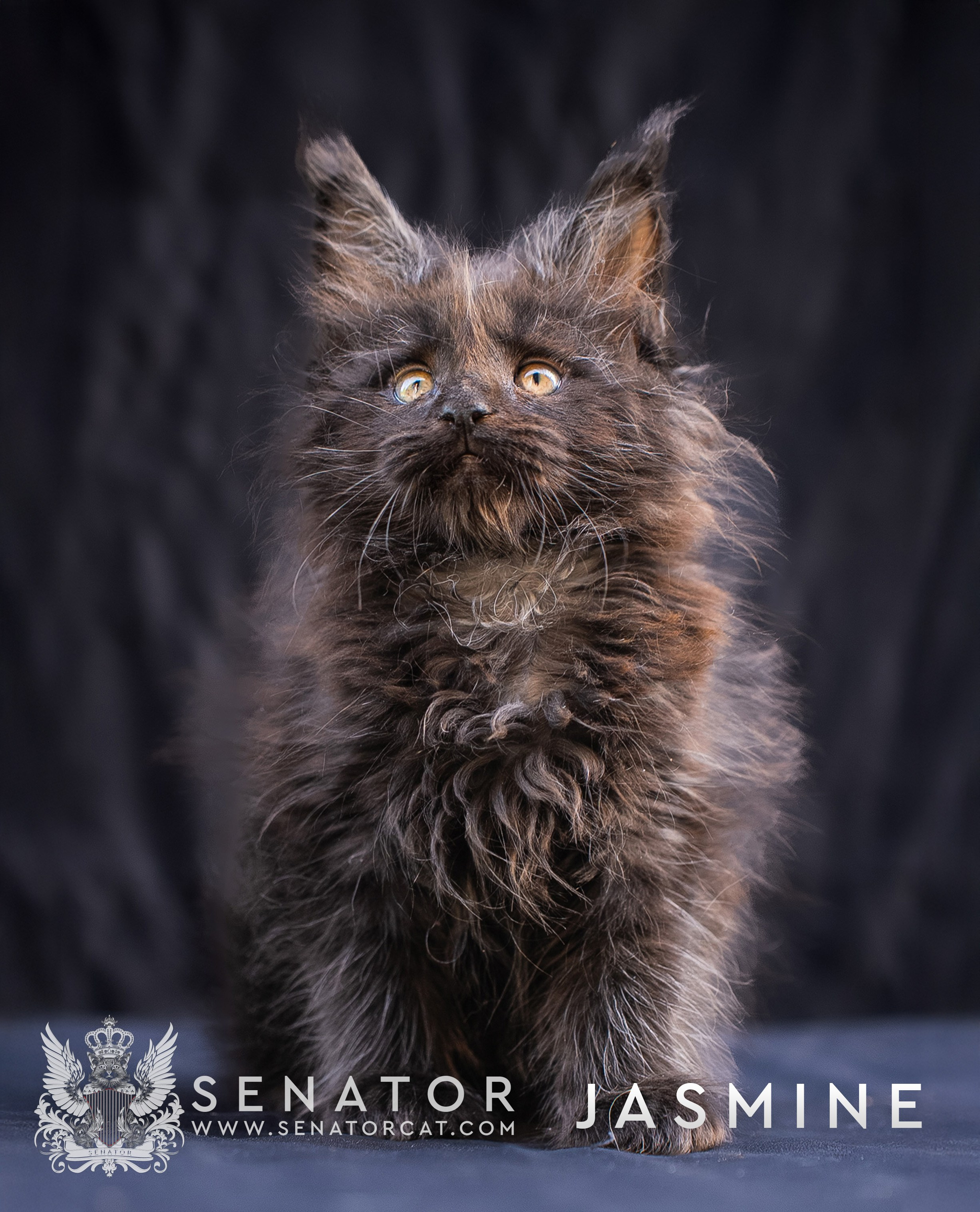 Kittens. Senator Cat