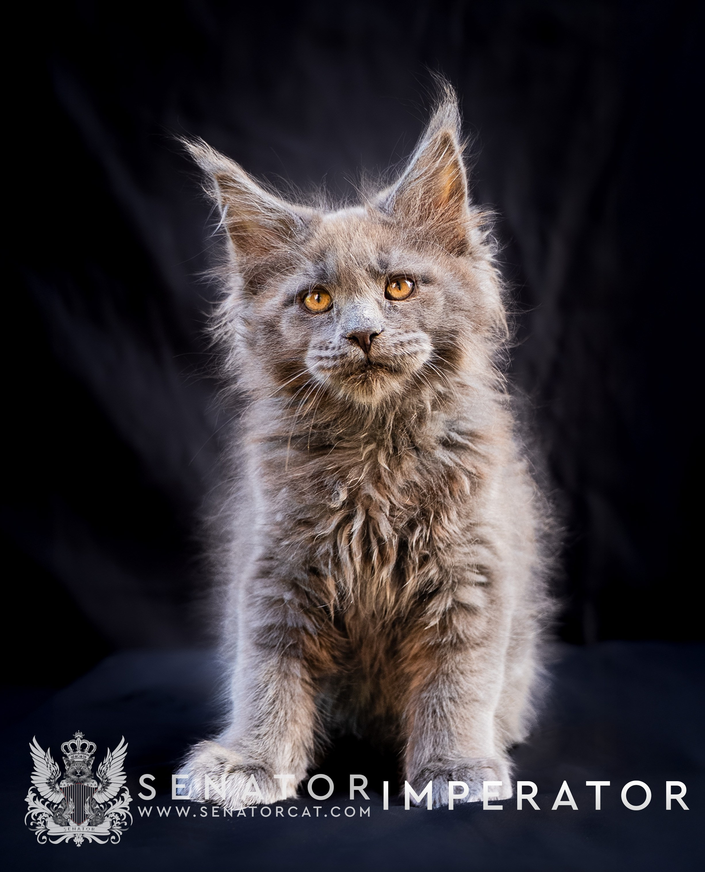 Kittens. Senator Cat