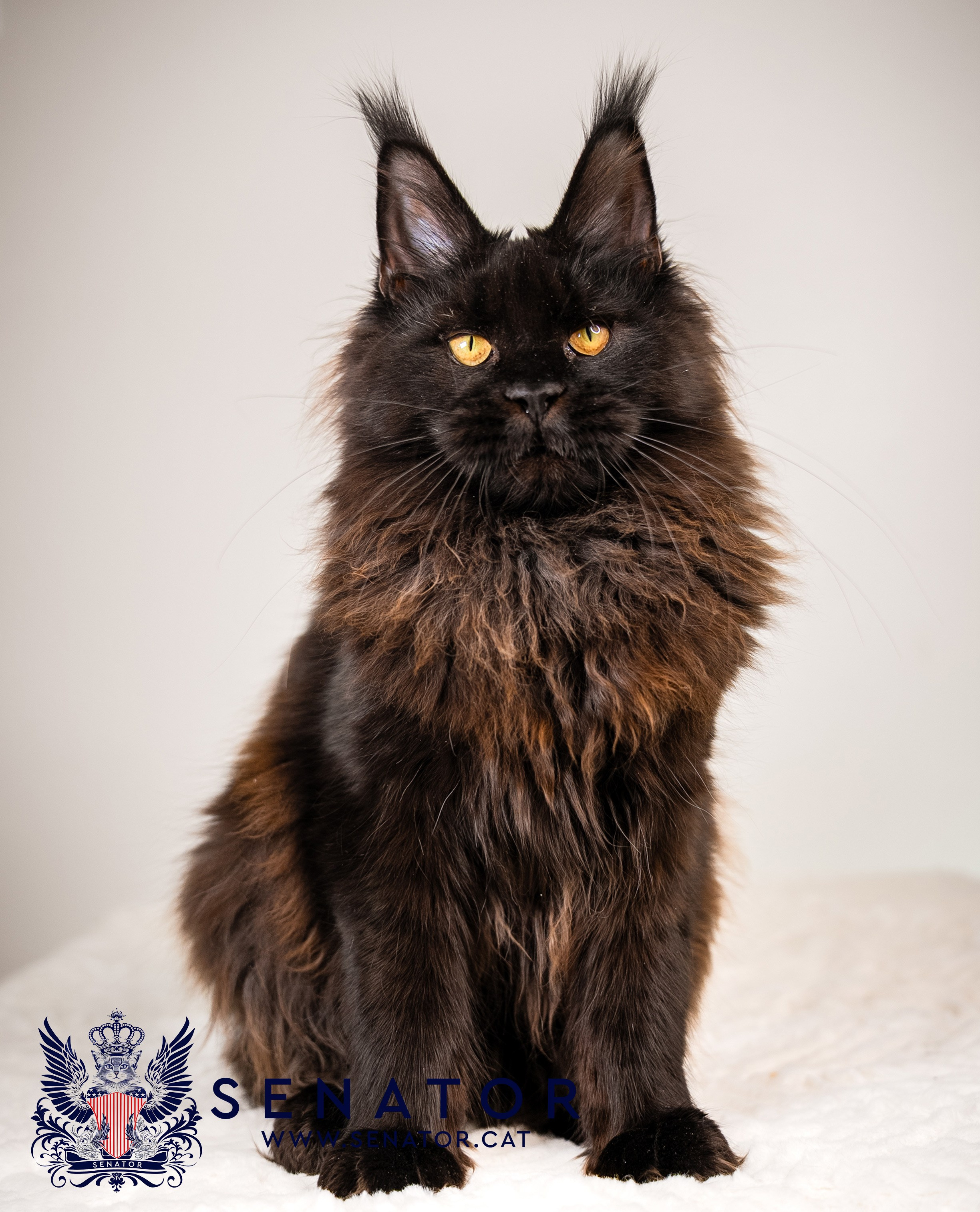 Senator Cat — Maine Coon cattery
