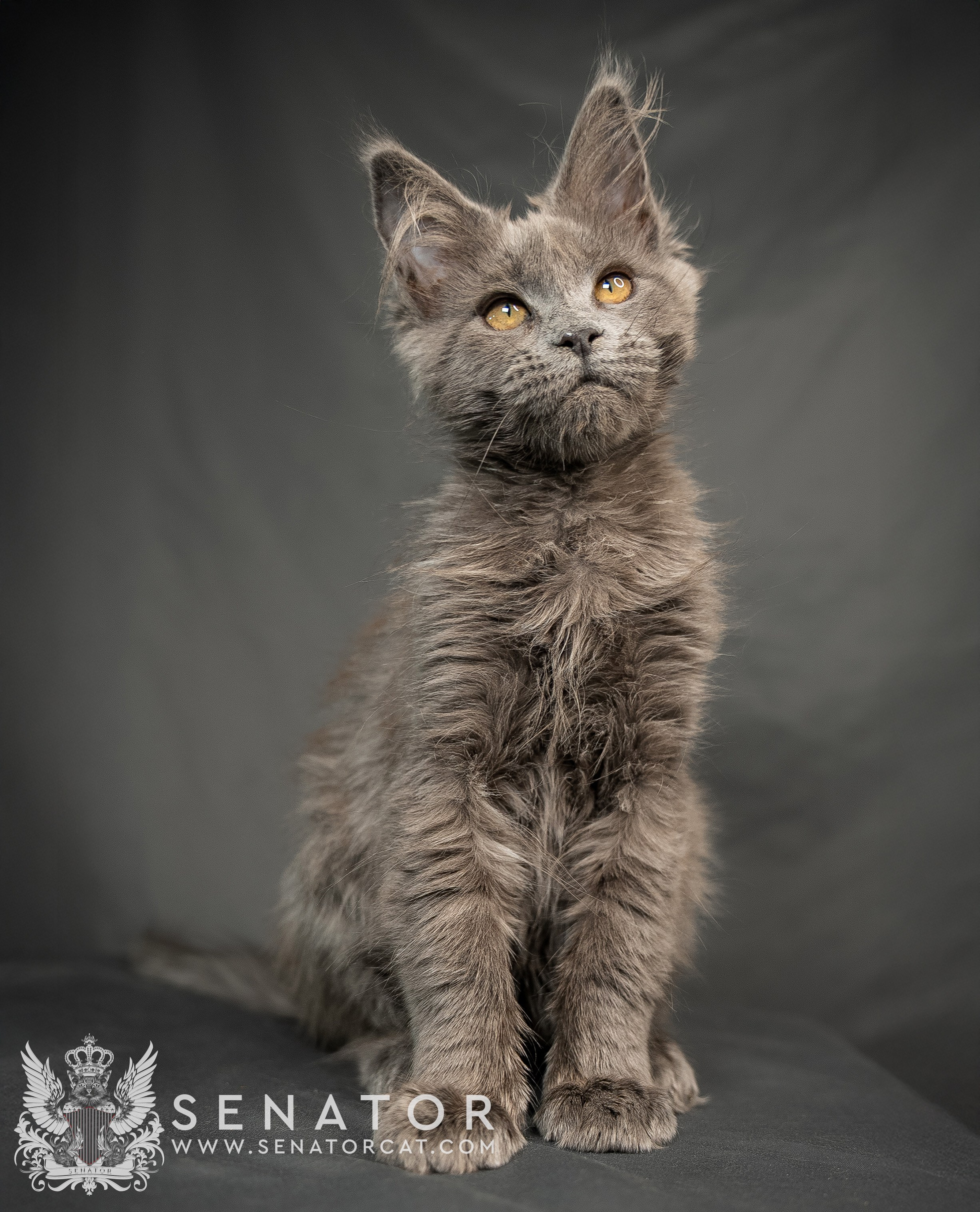 Kittens. Senator Cat