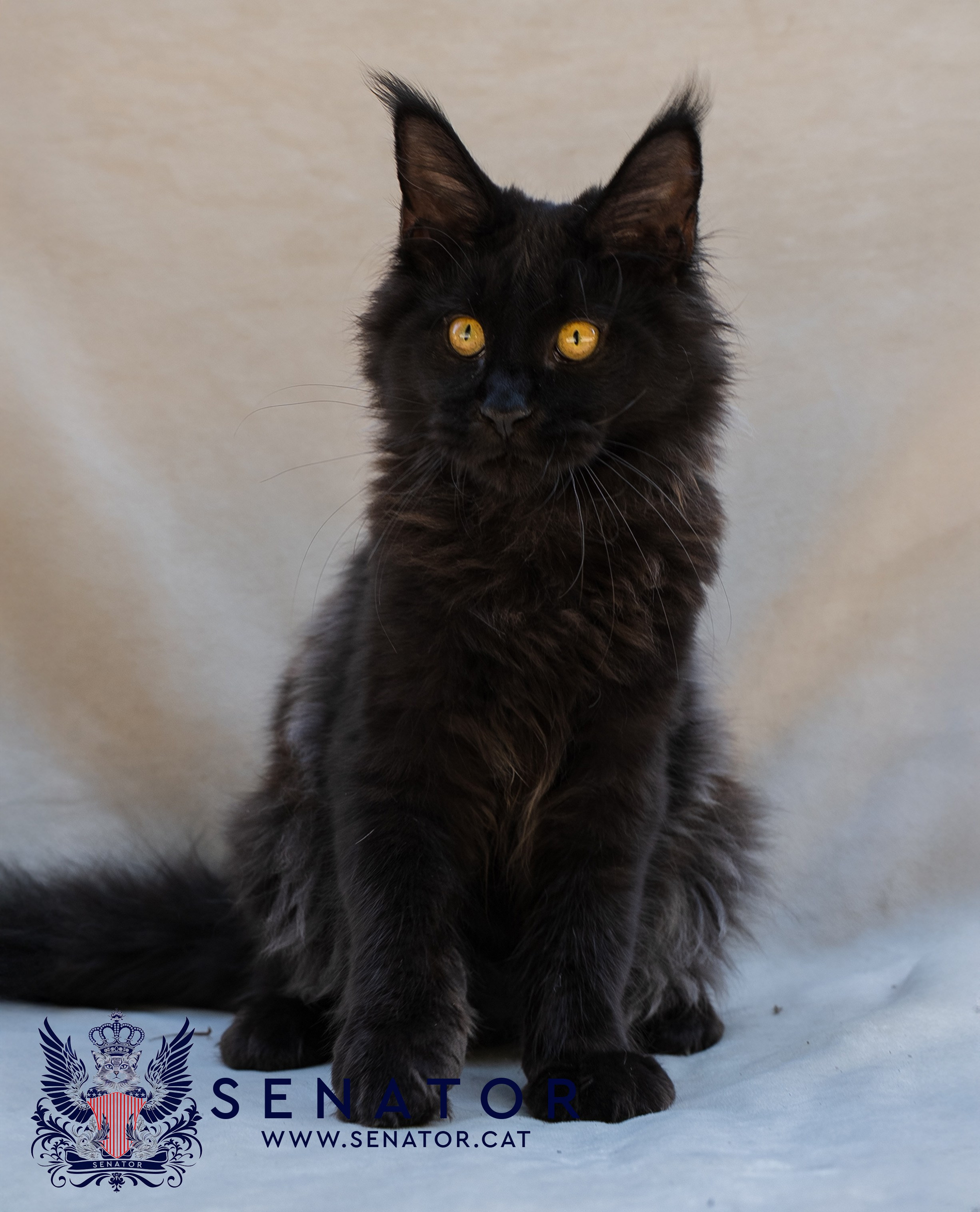 Senator Cat — Maine Coon cattery