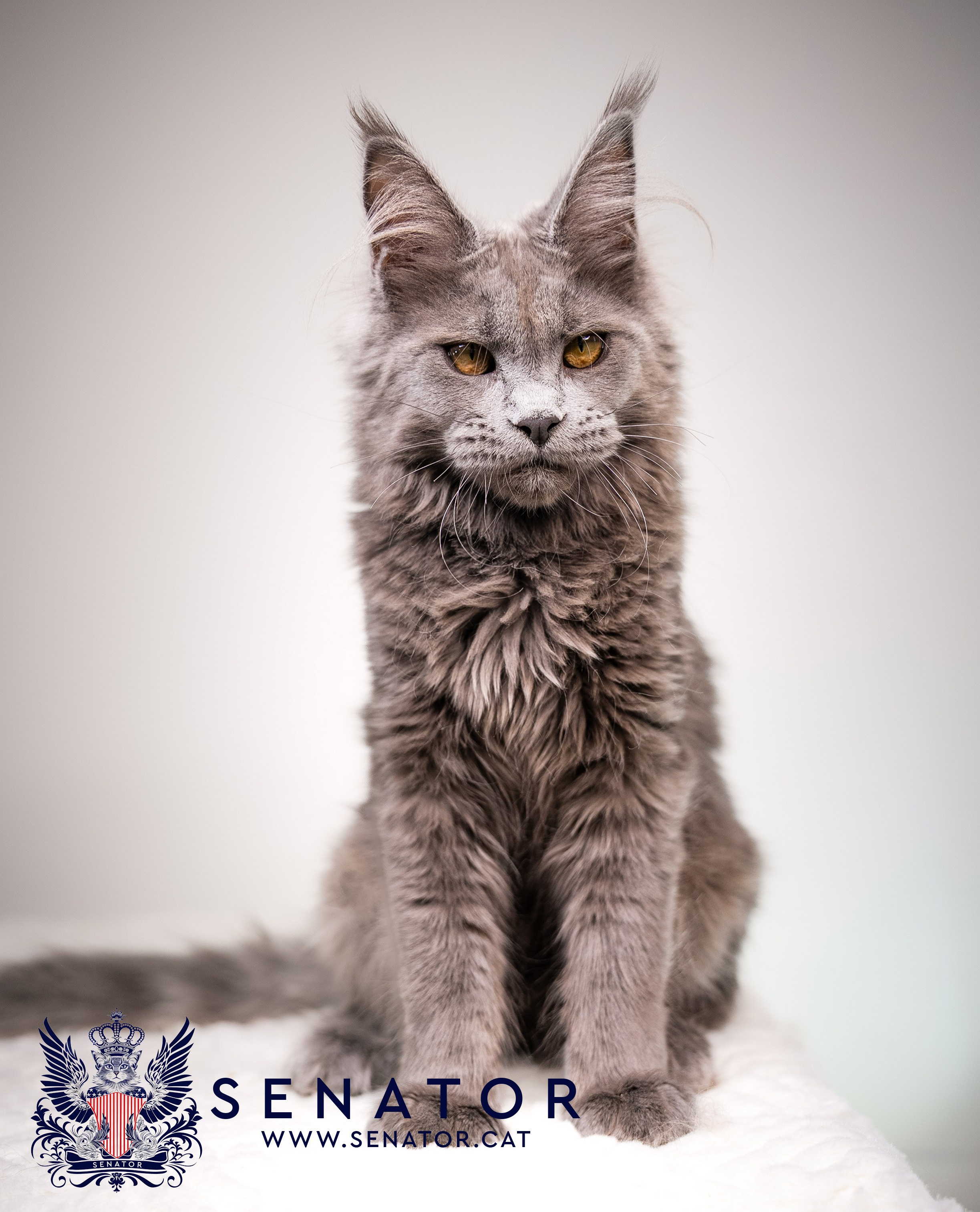 Senator Cat — Maine Coon cattery