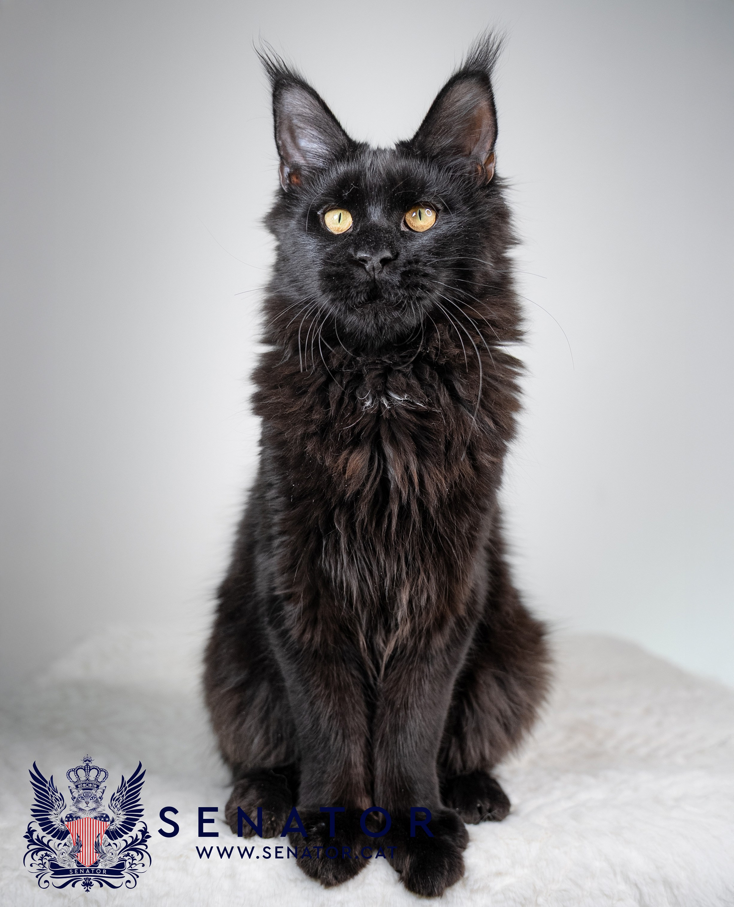 Senator Cat — Maine Coon cattery