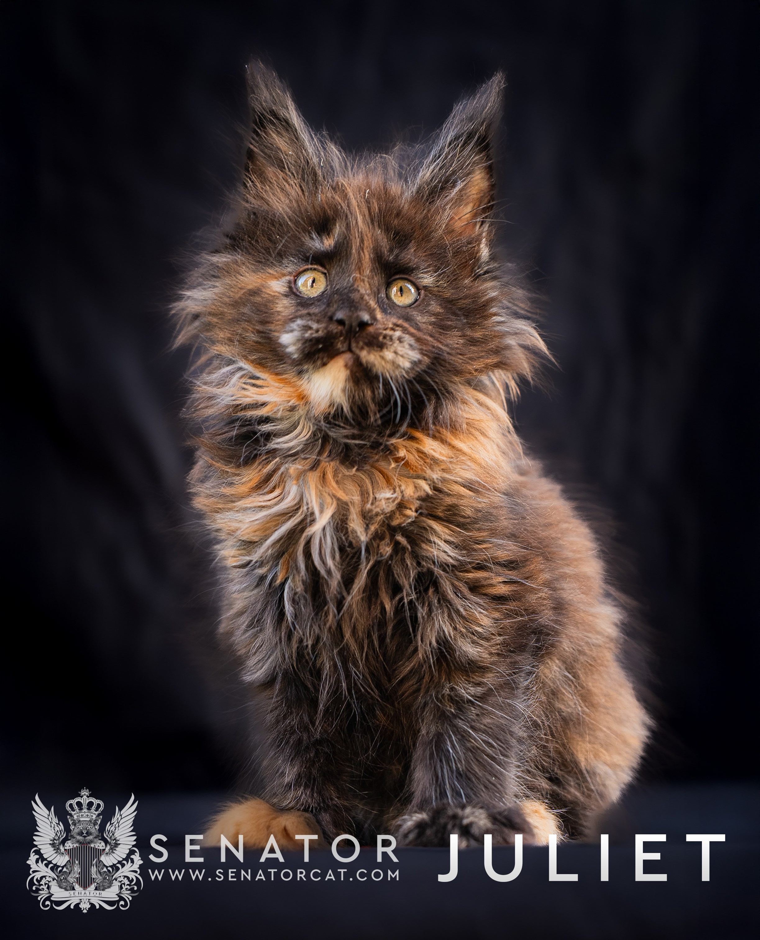 Kittens. Senator Cat