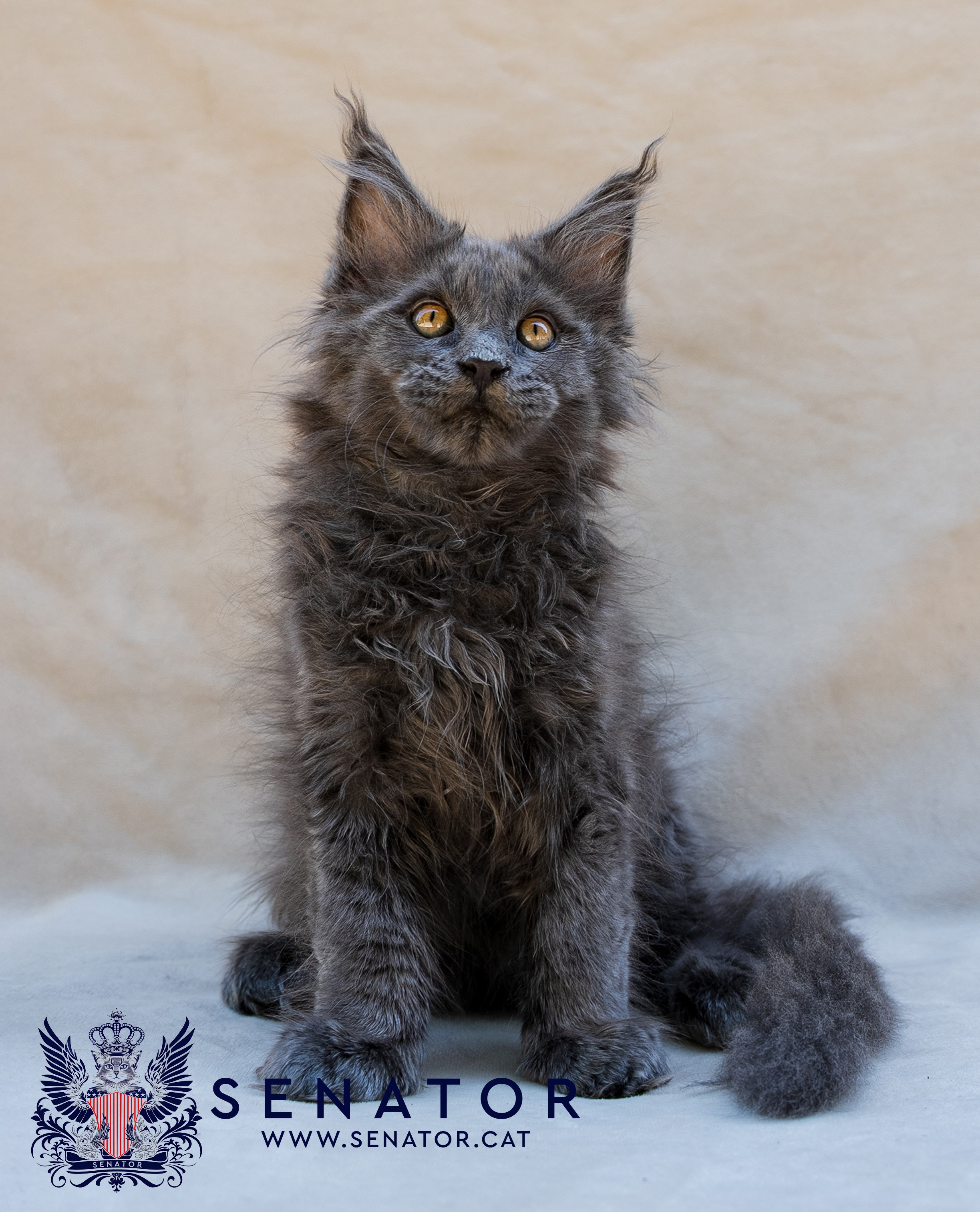 Senator Cat — Maine Coon cattery
