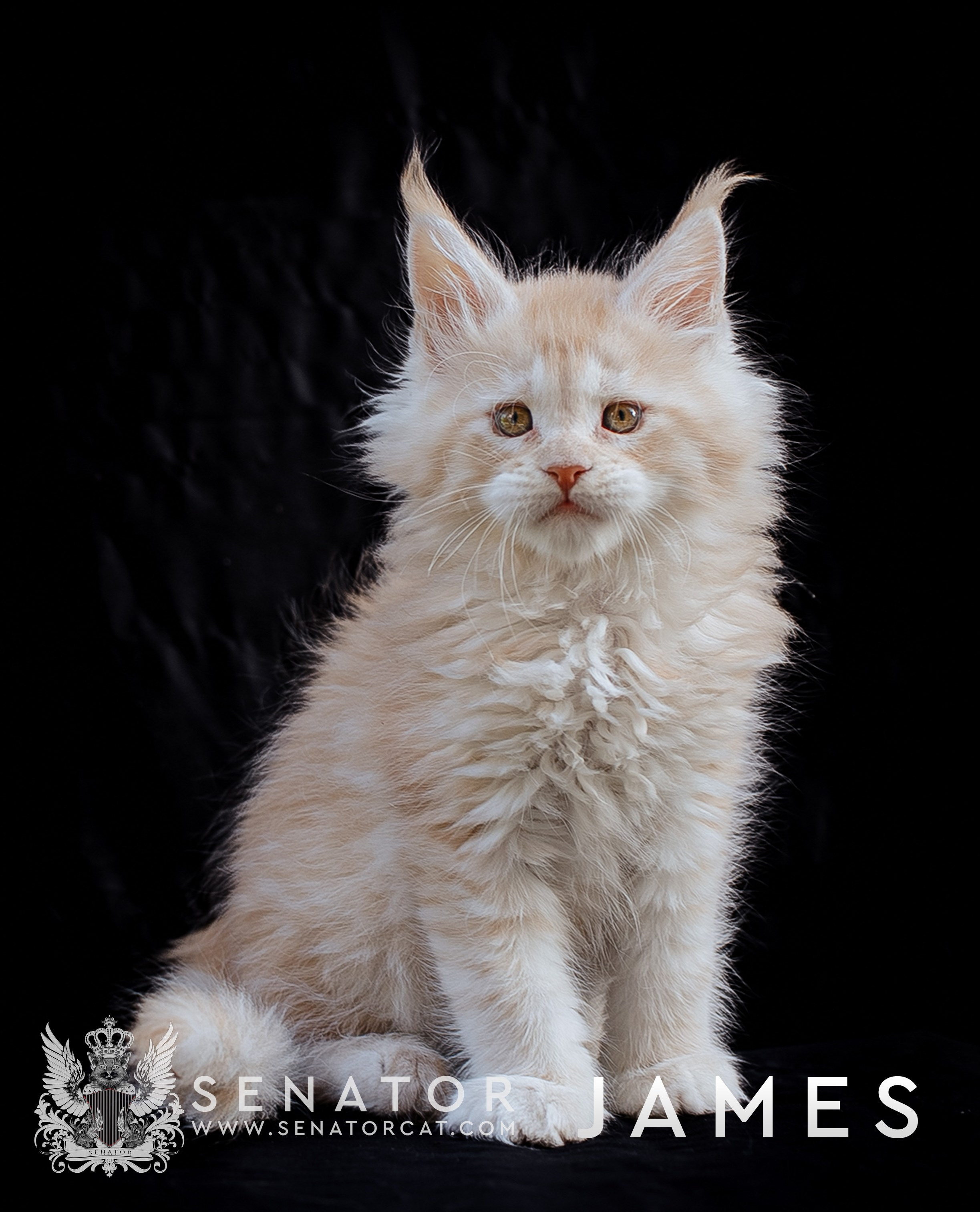 Kittens. Senator Cat