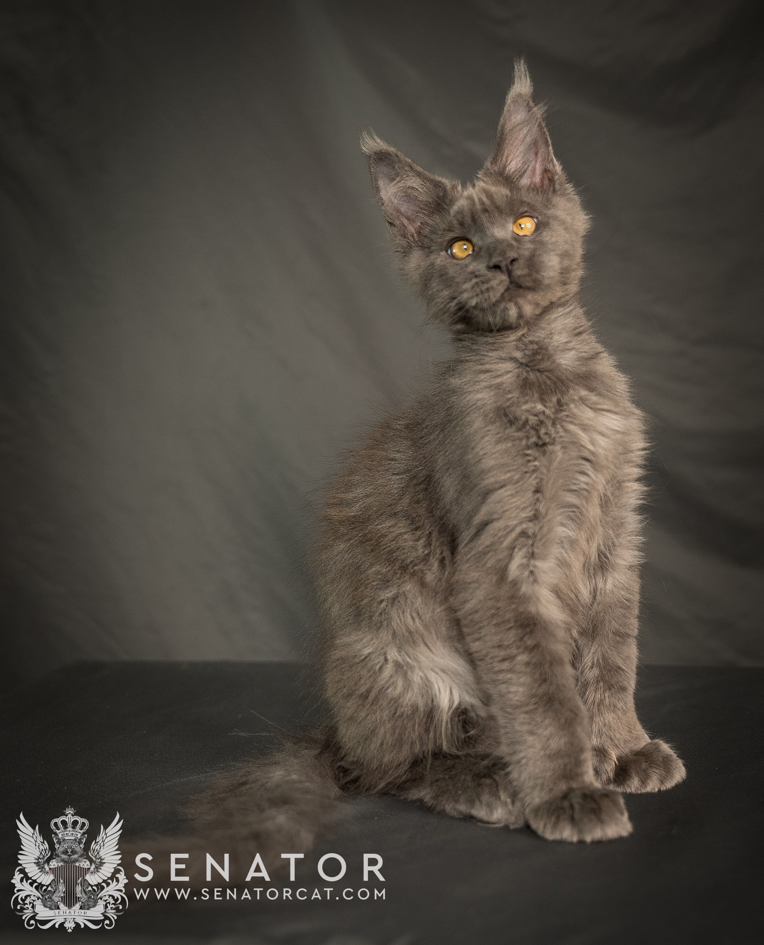 Kittens. Senator Cat — Maine Coon cattery