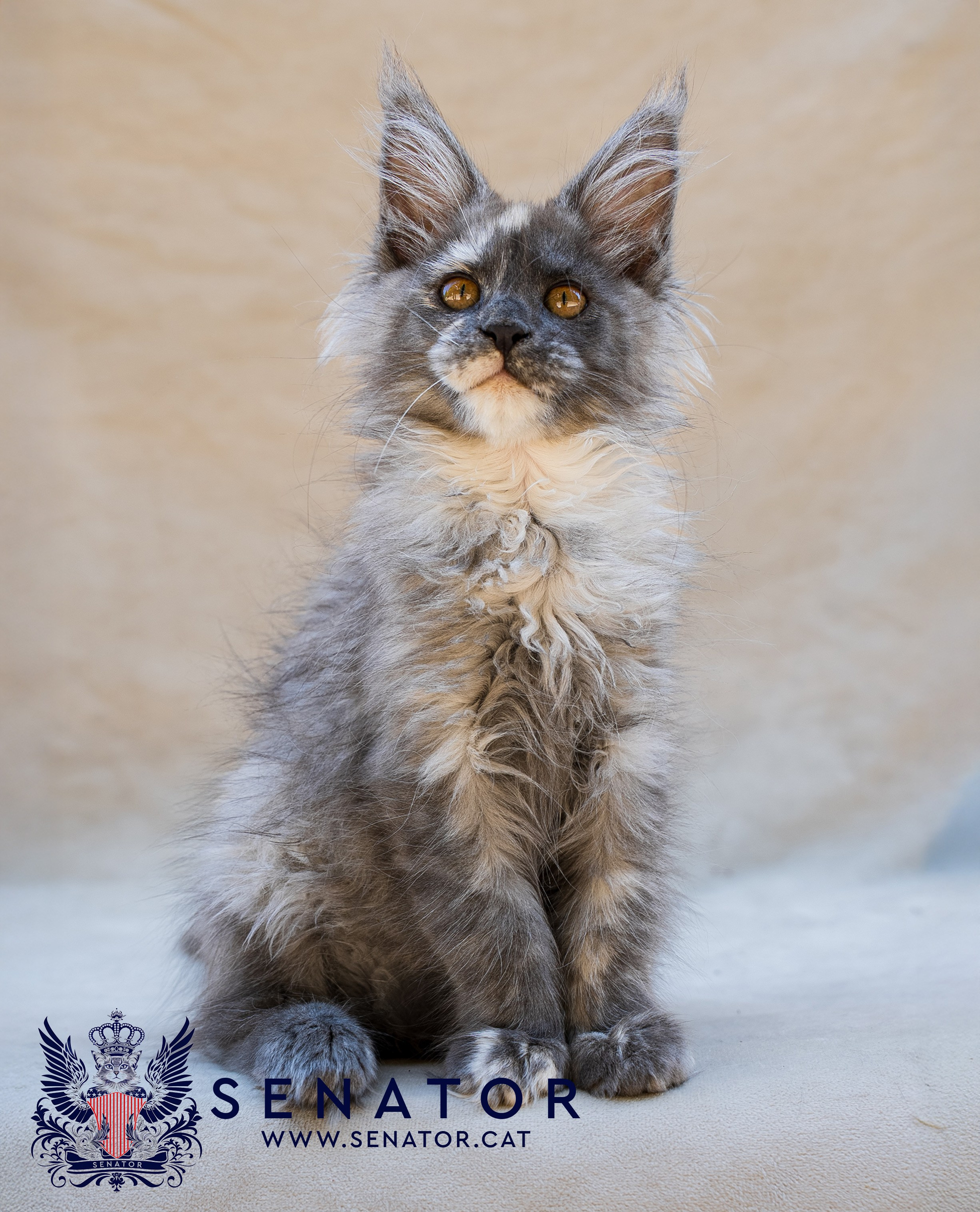 Senator Cat — Maine Coon cattery