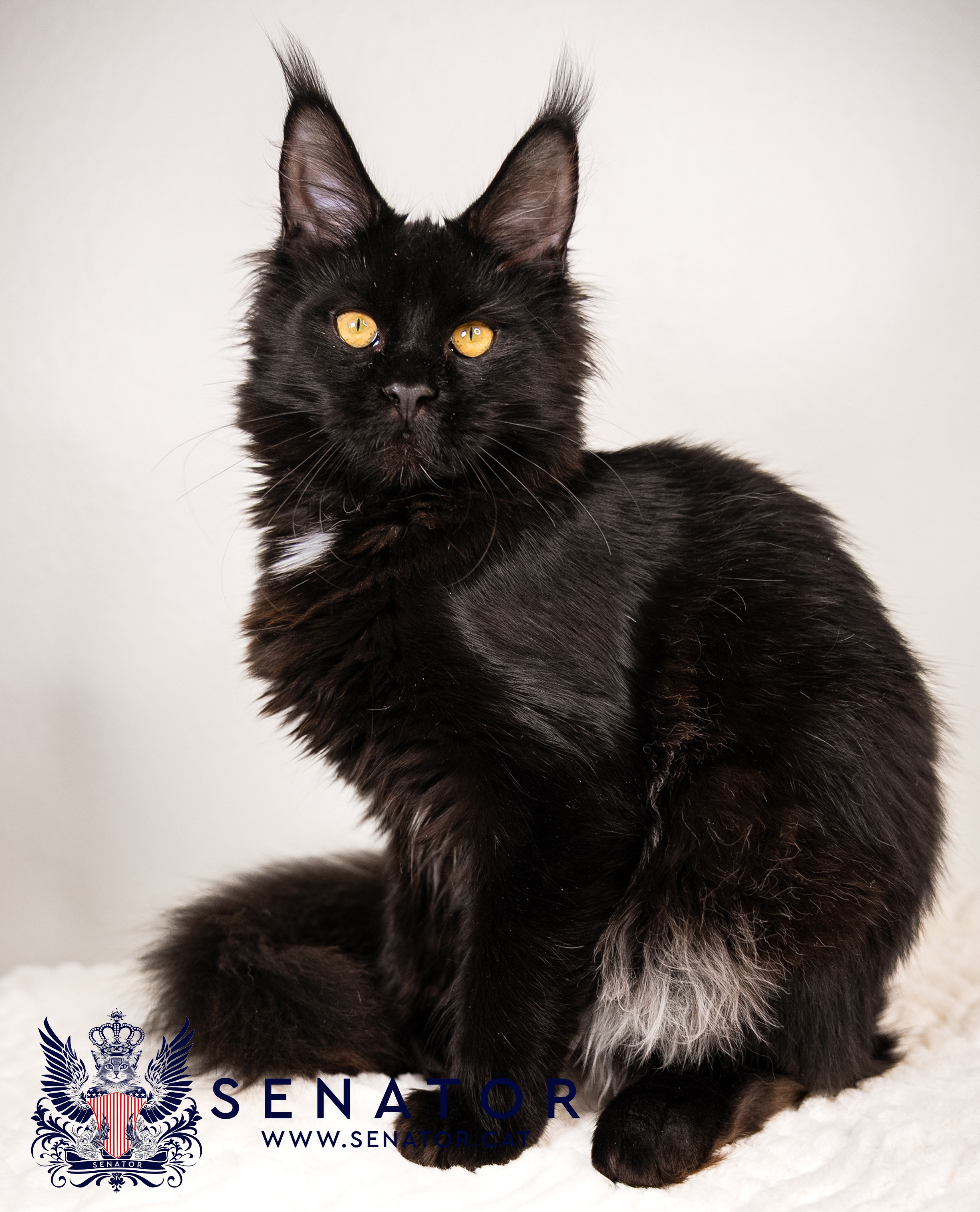 Senator Cat — Maine Coon cattery