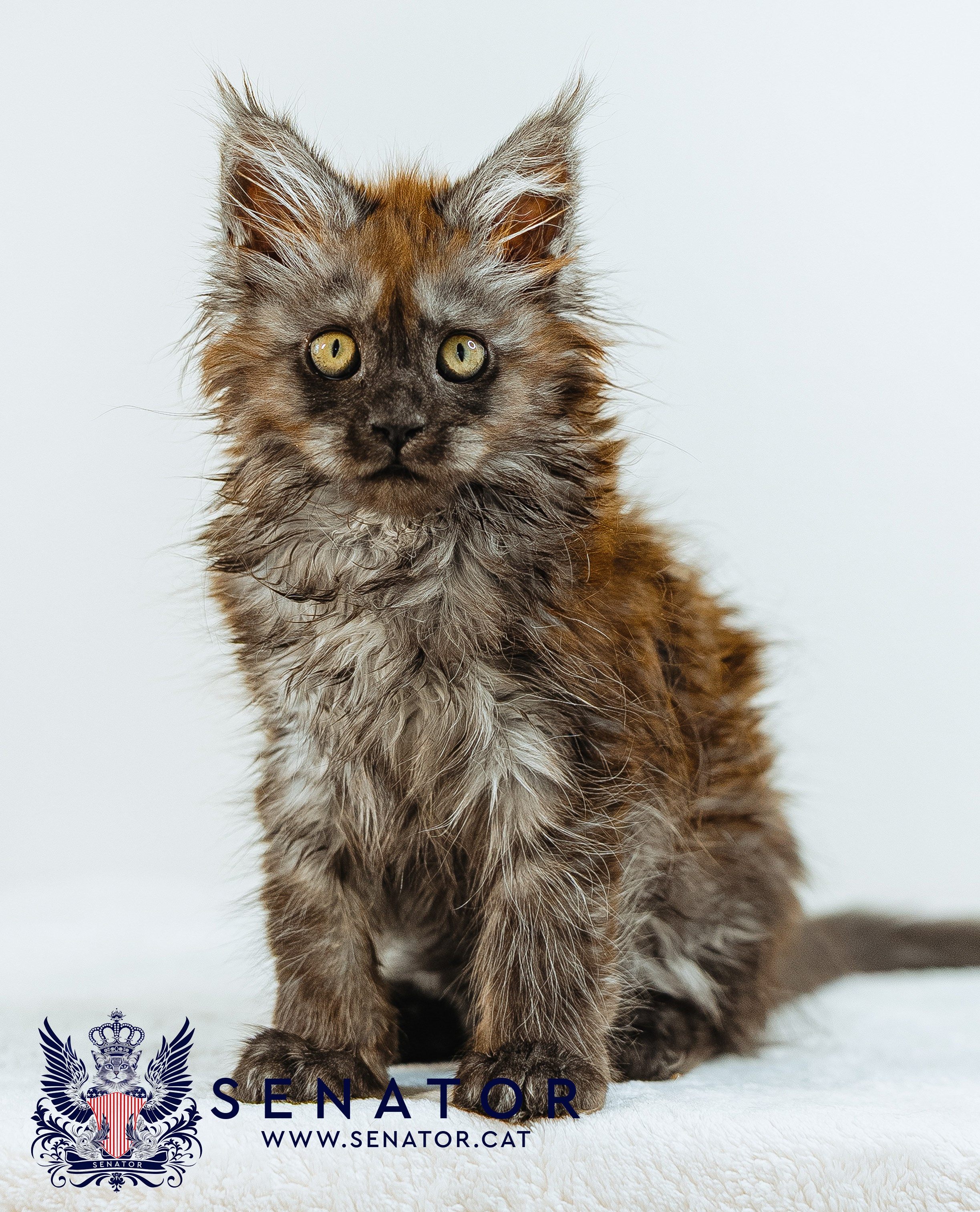 Senator Cat — Maine Coon cattery
