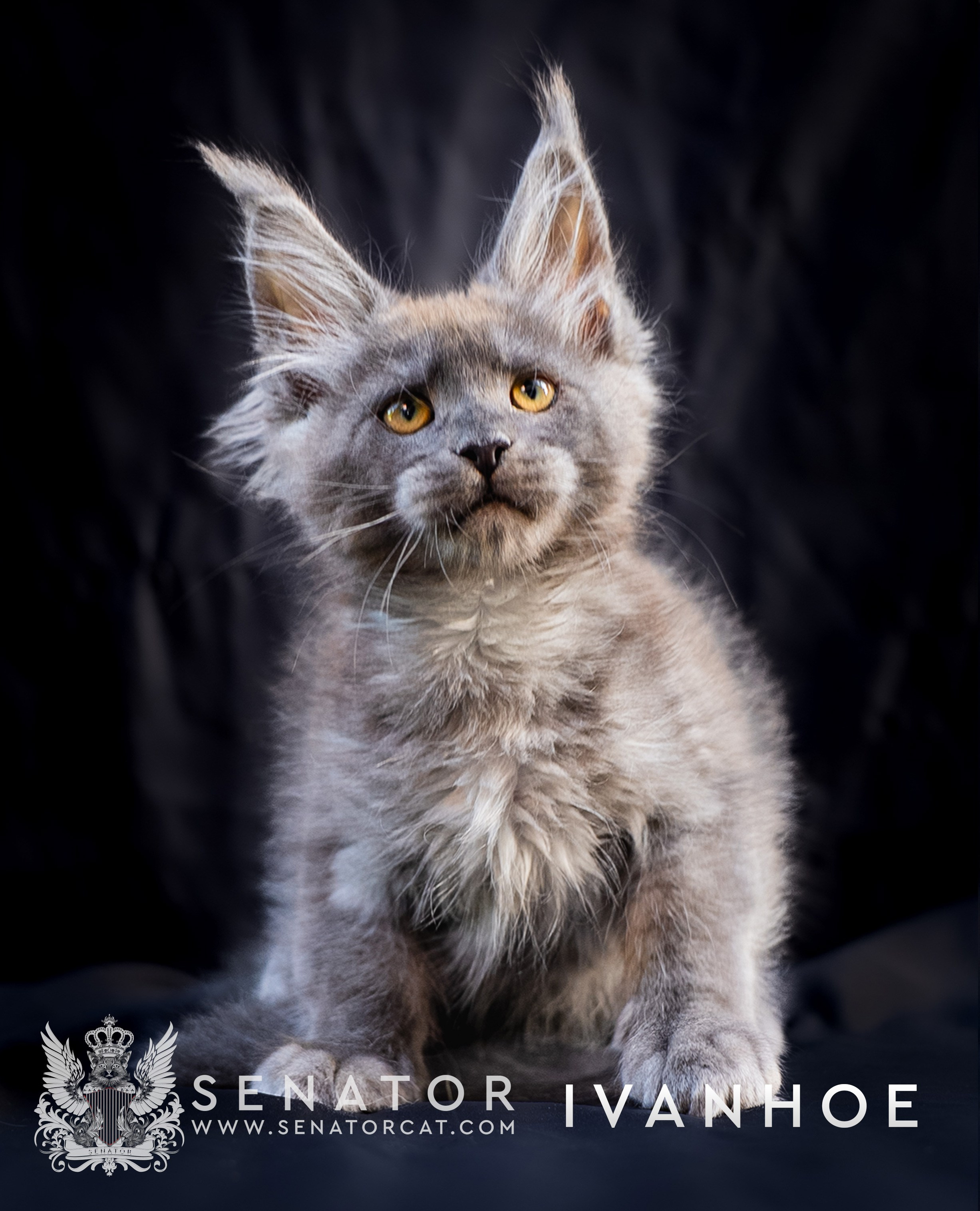 Kittens. Senator Cat