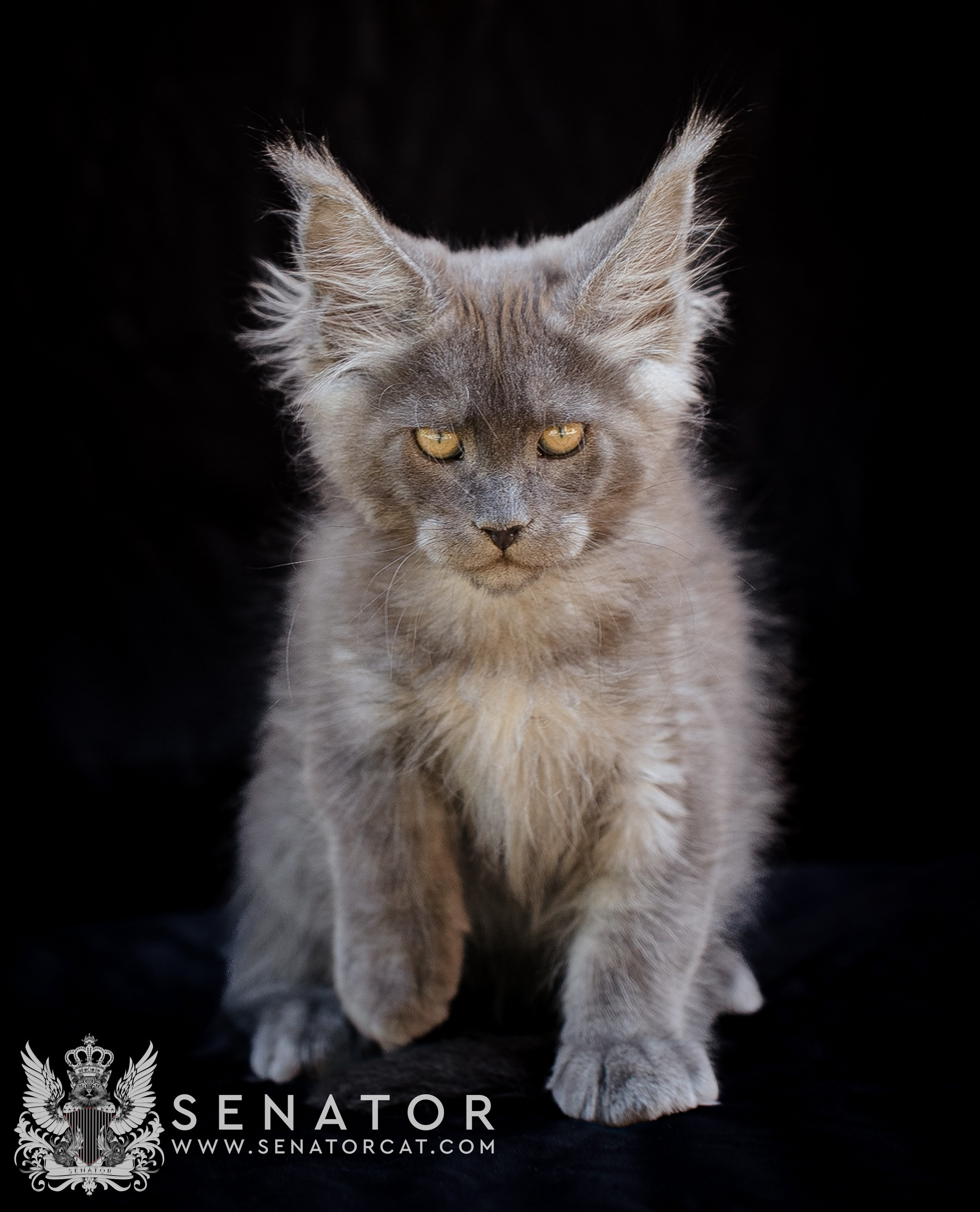 Kittens. Senator Cat