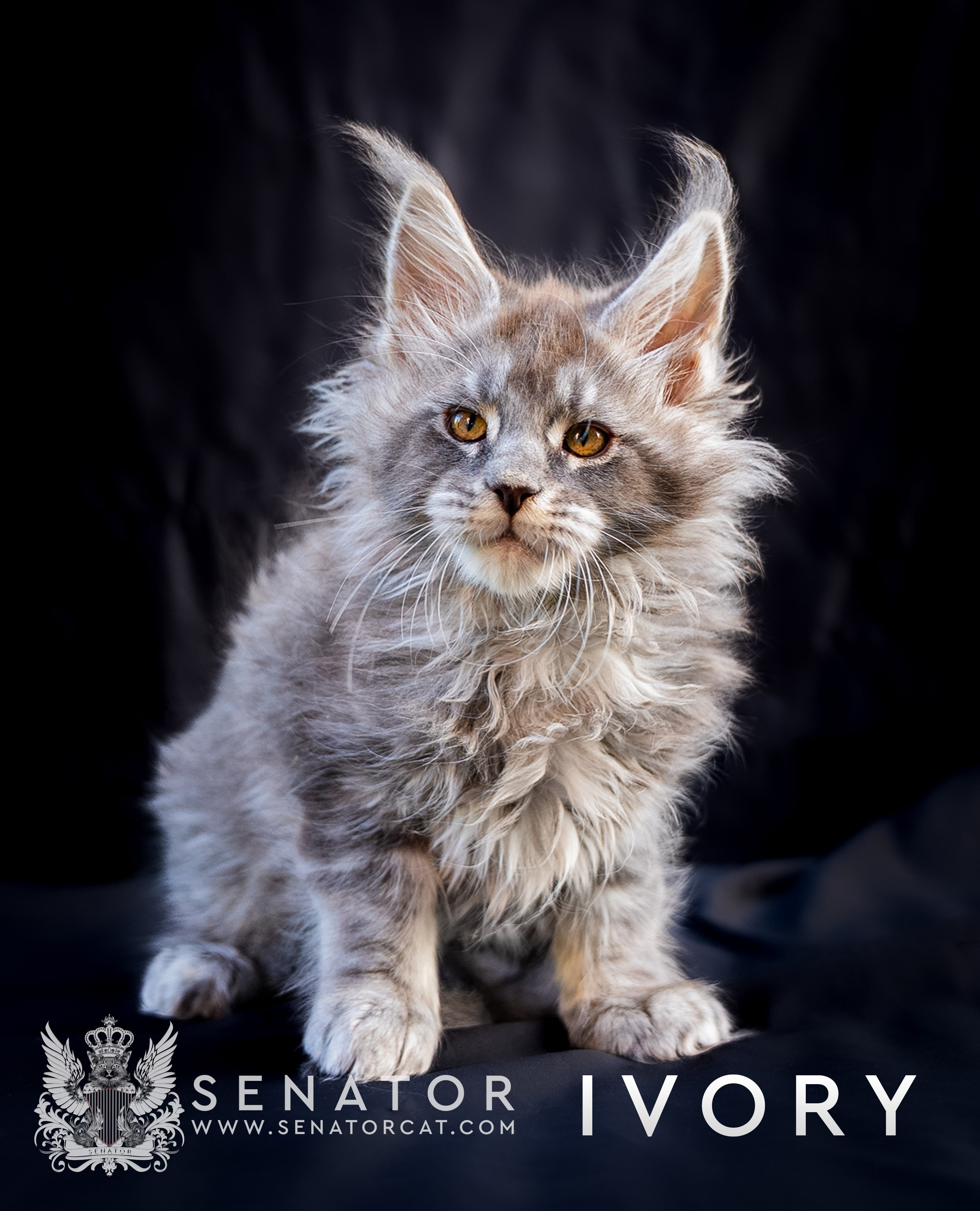 Kittens. Senator Cat