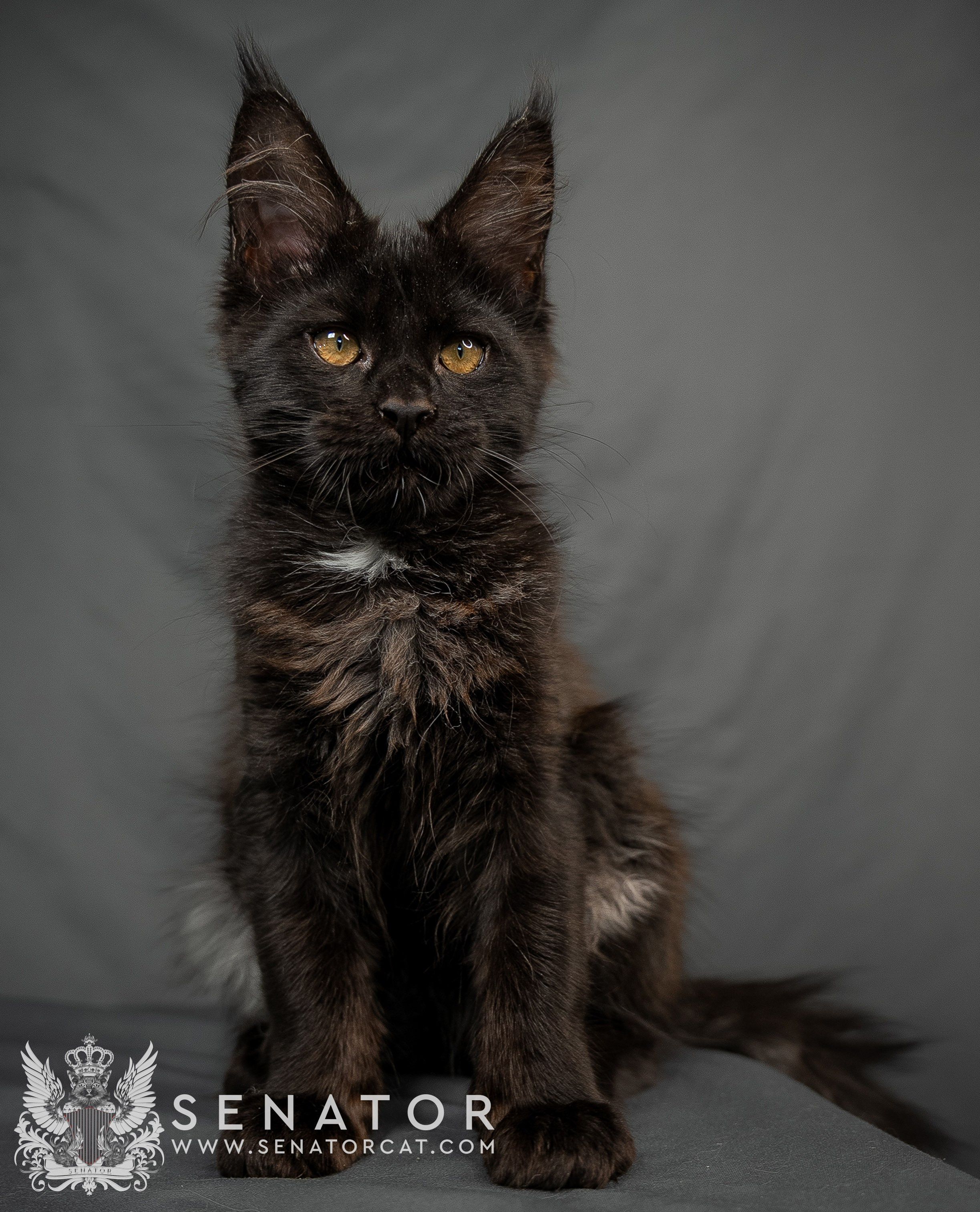 Kittens. Senator Cat — Maine Coon cattery