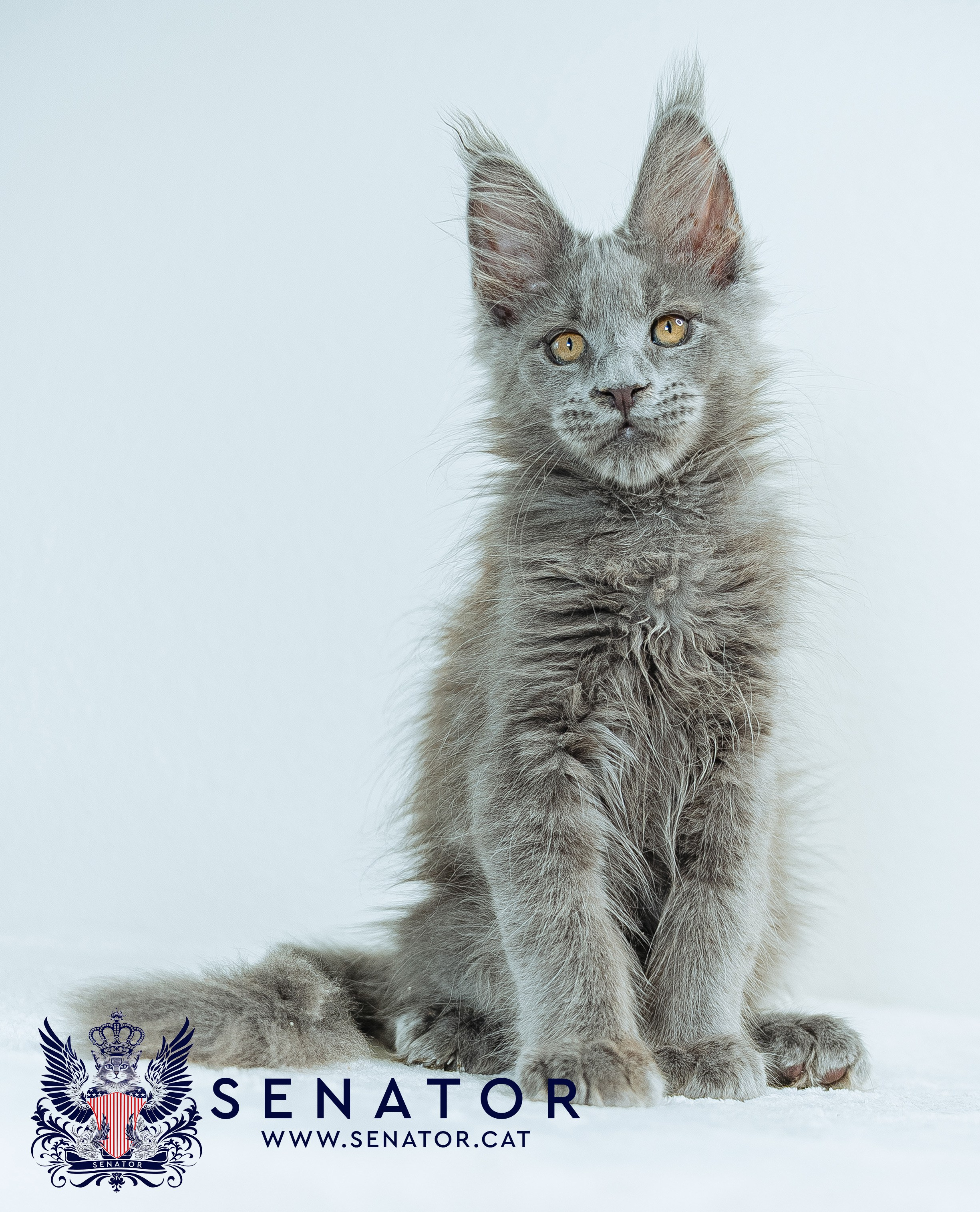 Senator Cat — Maine Coon cattery