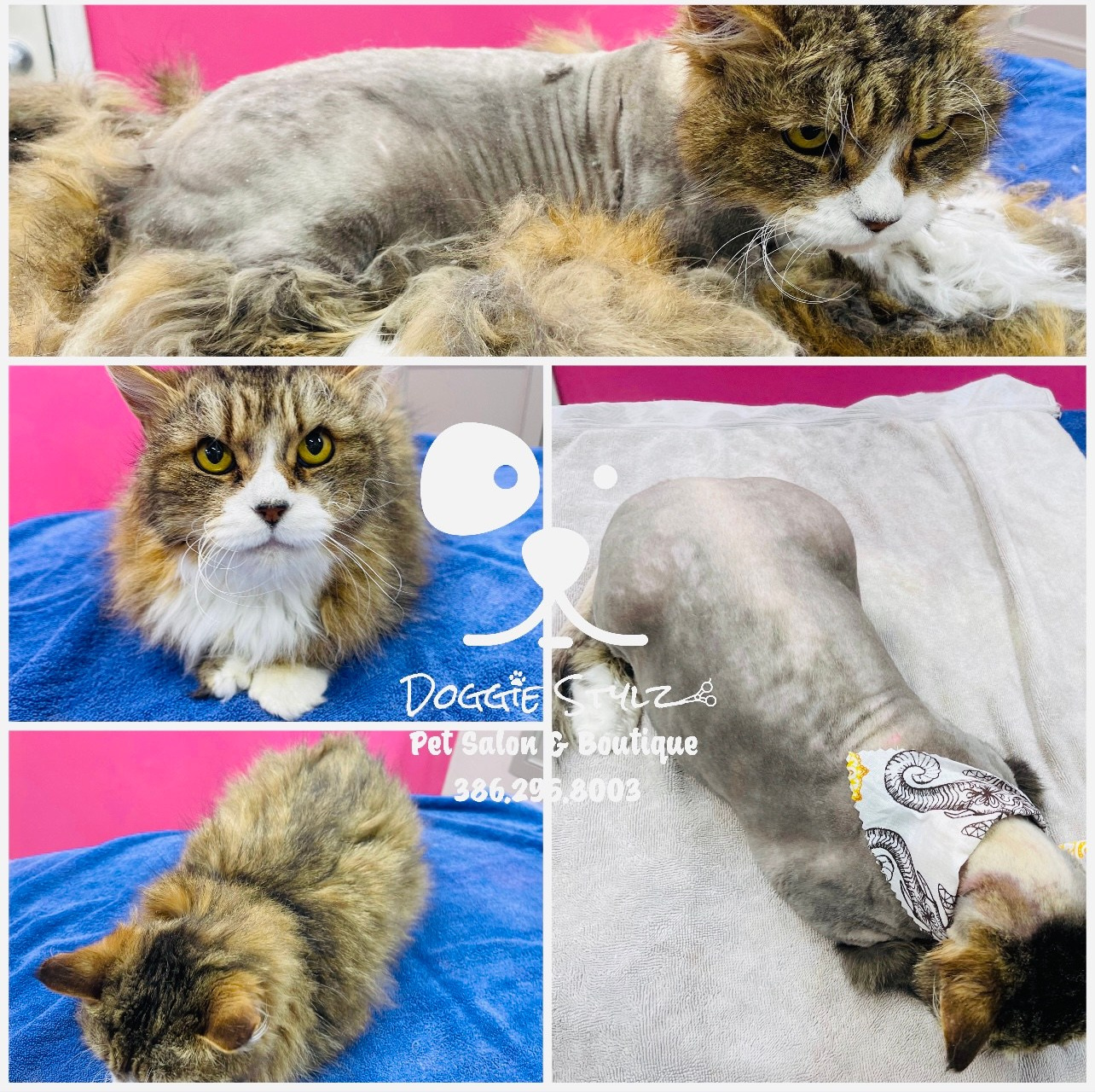 CAT GROOMING. Doggie Stylz Pet Salon
