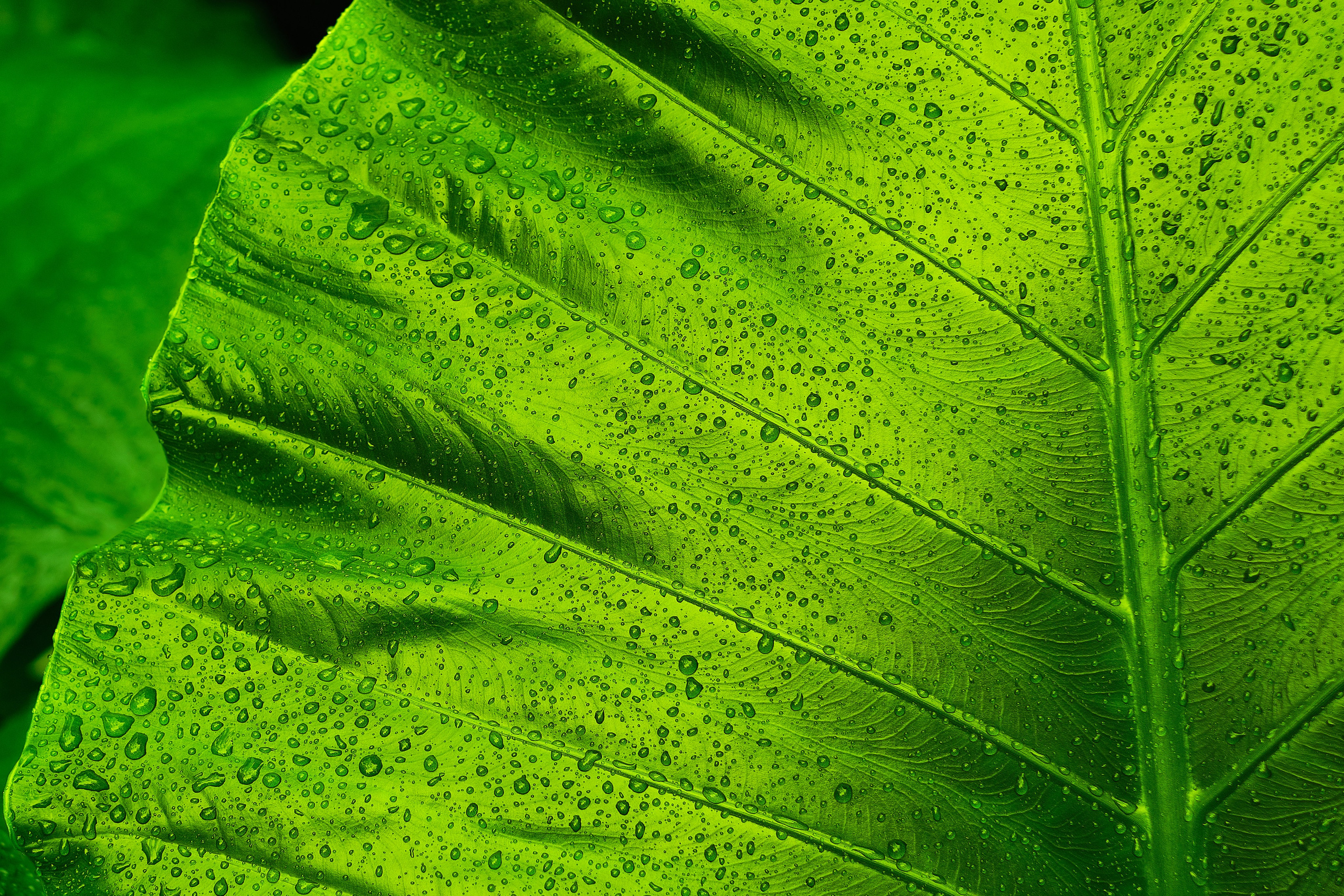 Echolith. Nature art photography by Petr Nabutov