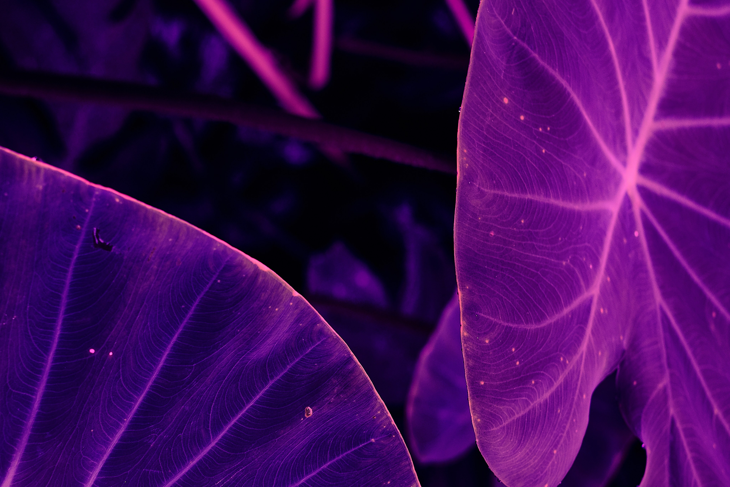 Echolith. Nature art photography by Petr Nabutov