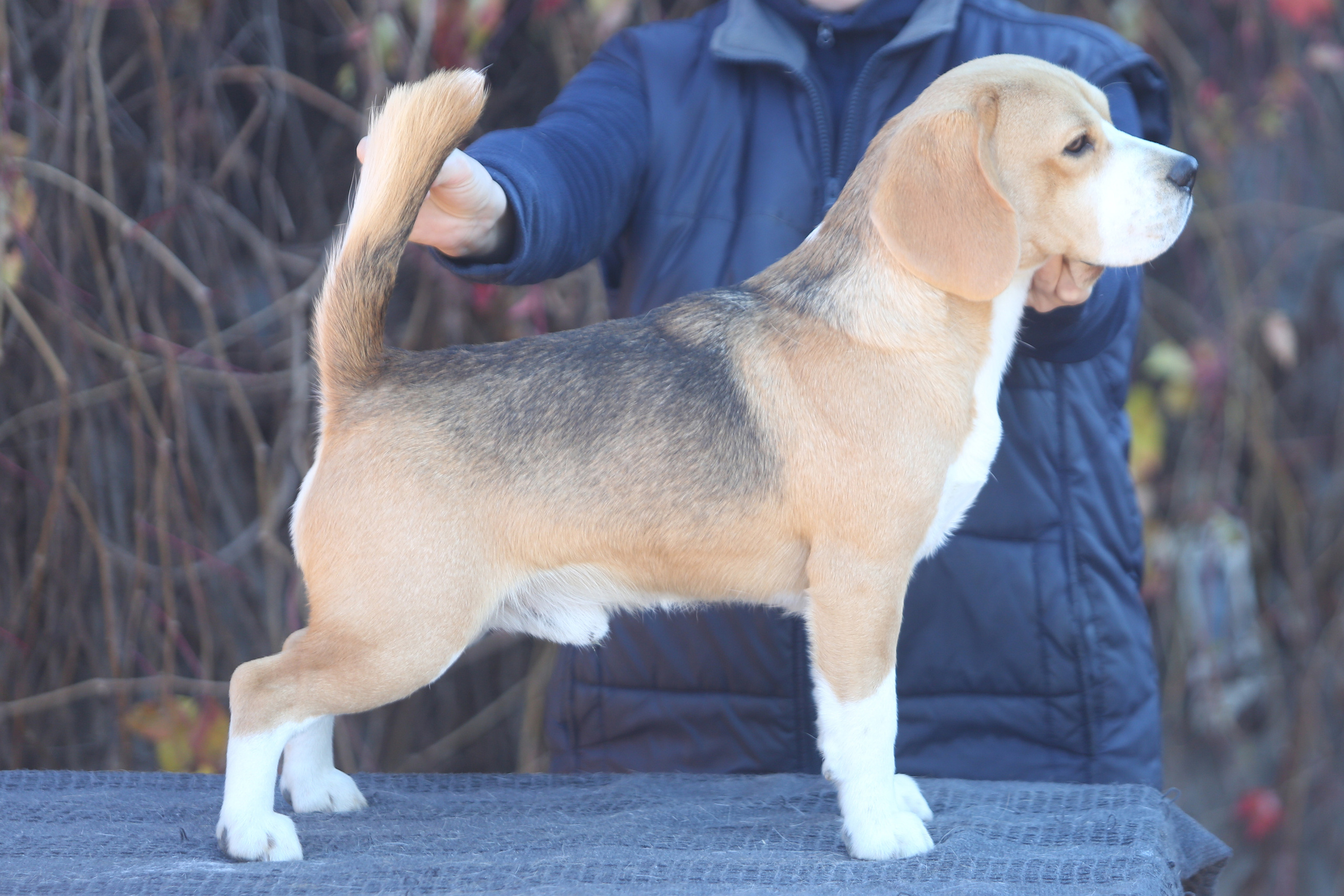 Arti. Питомник биглей Selesta’s Dreams