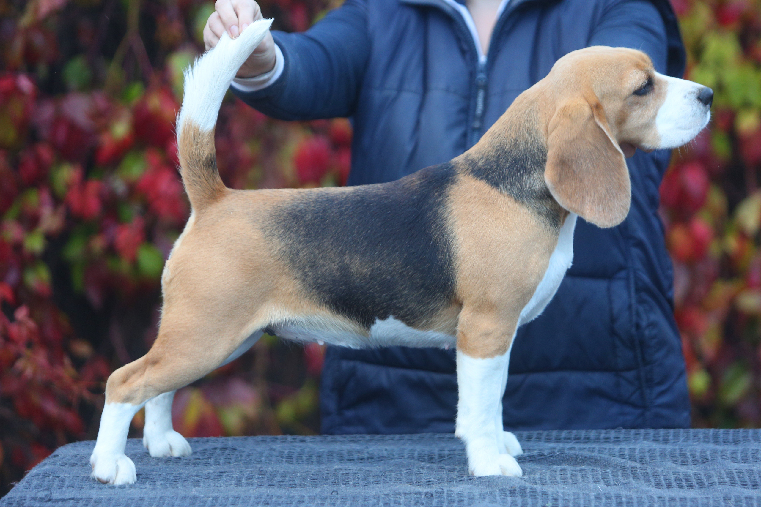 Wella. Питомник биглей Selesta’s Dreams