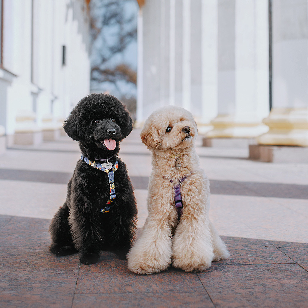 Оферта. Фотограф-анімаліст Київ