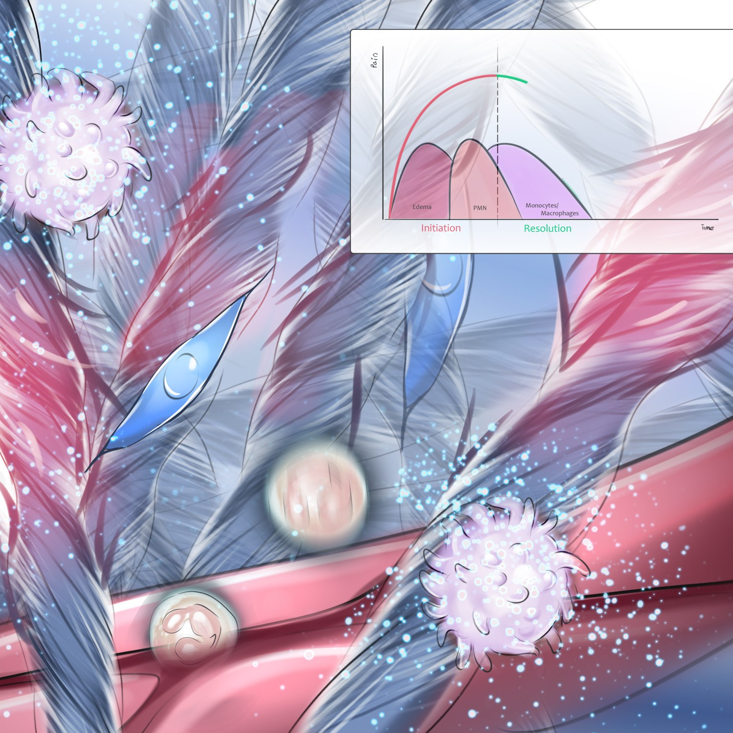 Professional freelance medical illustrator