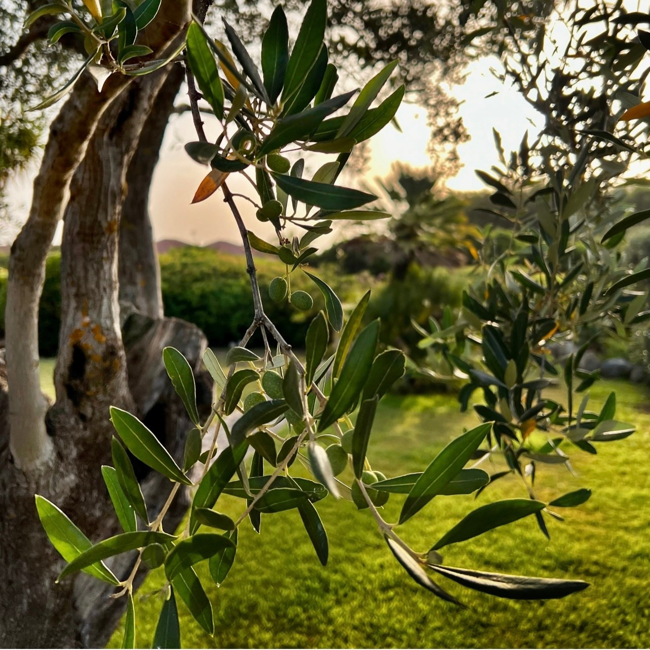 Servizi. Eugenia Murru. Fotografa d’interni in Sardegna specializzata in case vacanza, affitti brevi. Foto naturali per Airbnb, Immobiliare in 48 ore