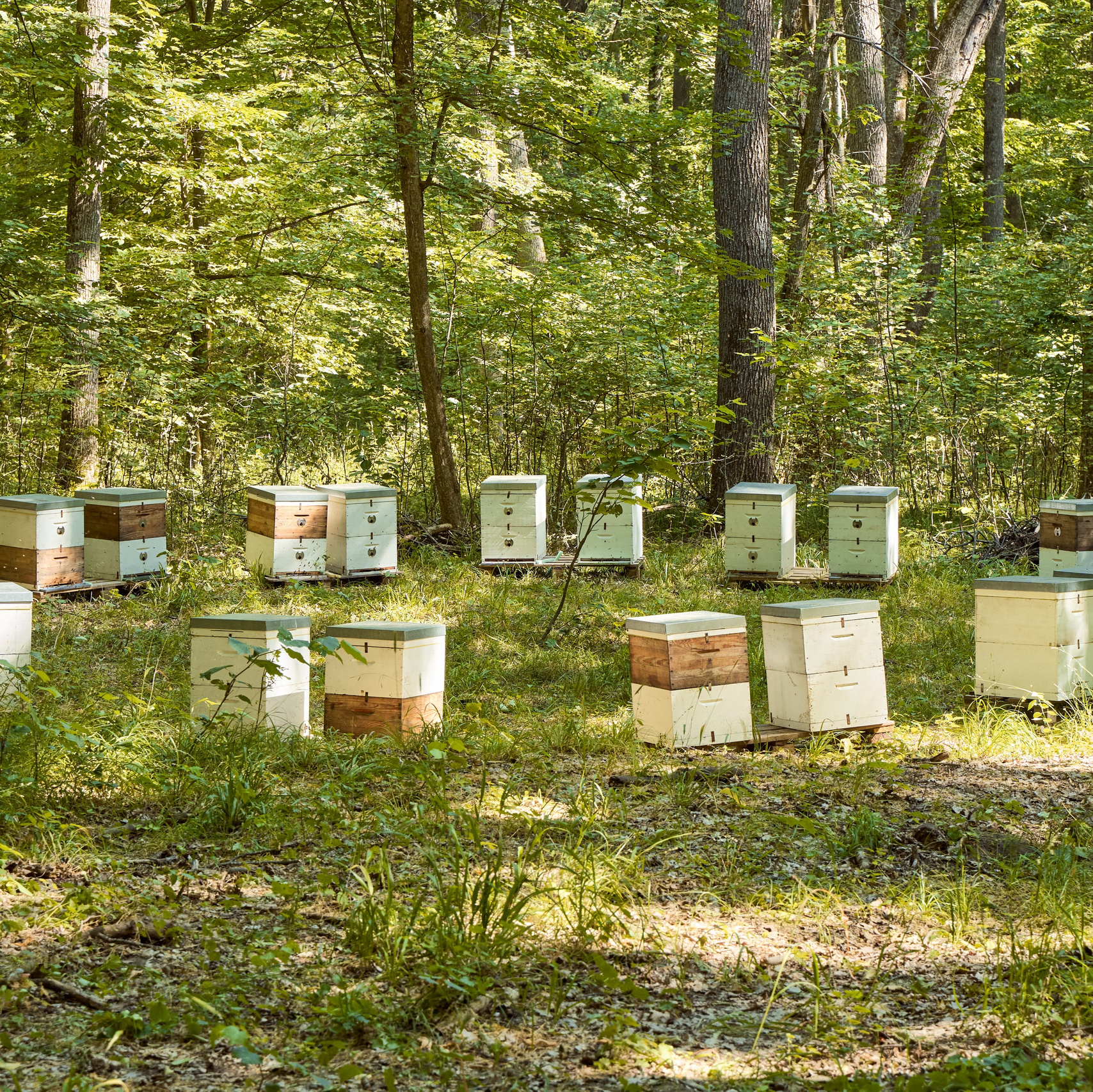 Название компаний. Привет