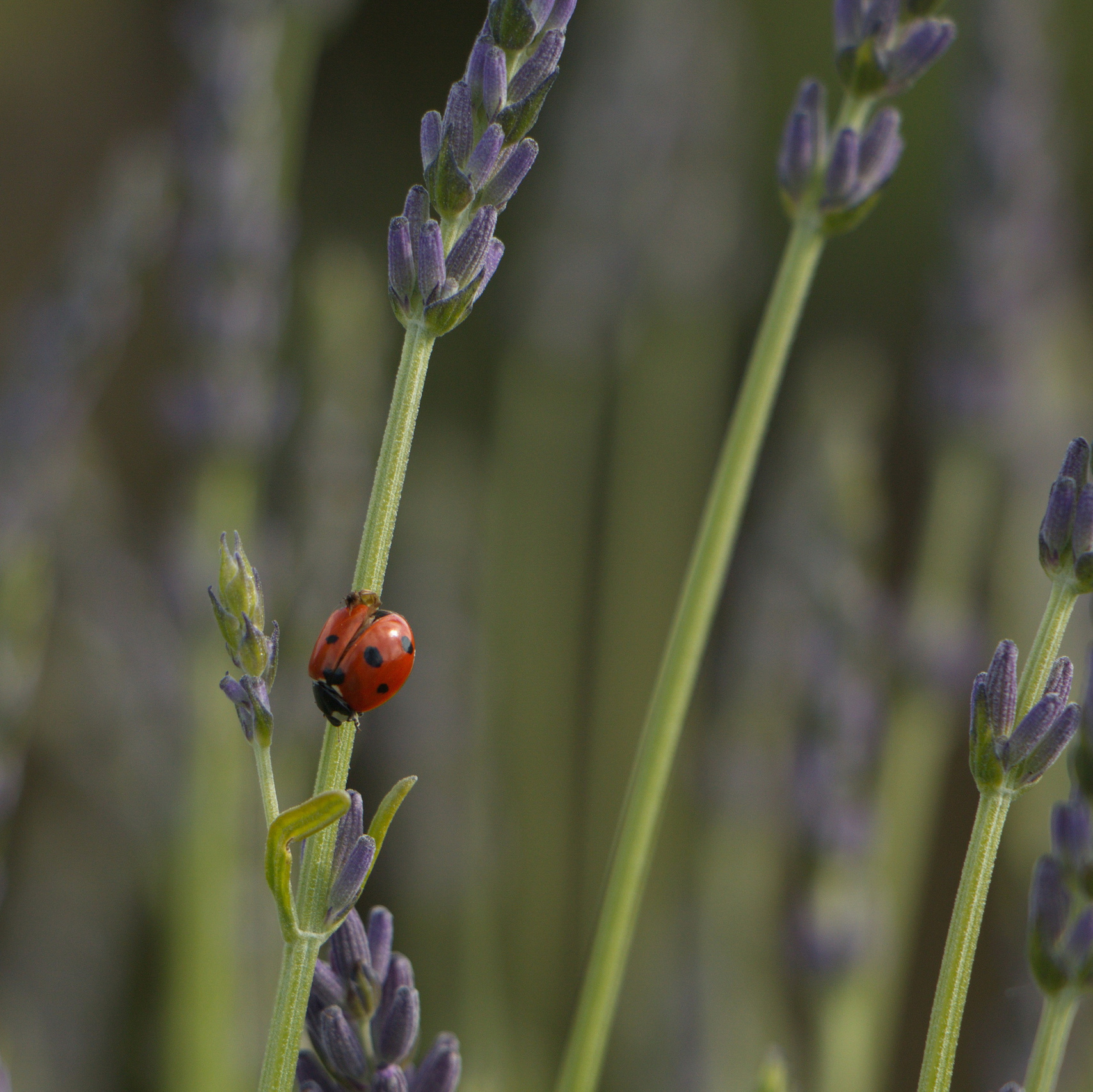 Services. Couples and portraits photographer Wimbledon London