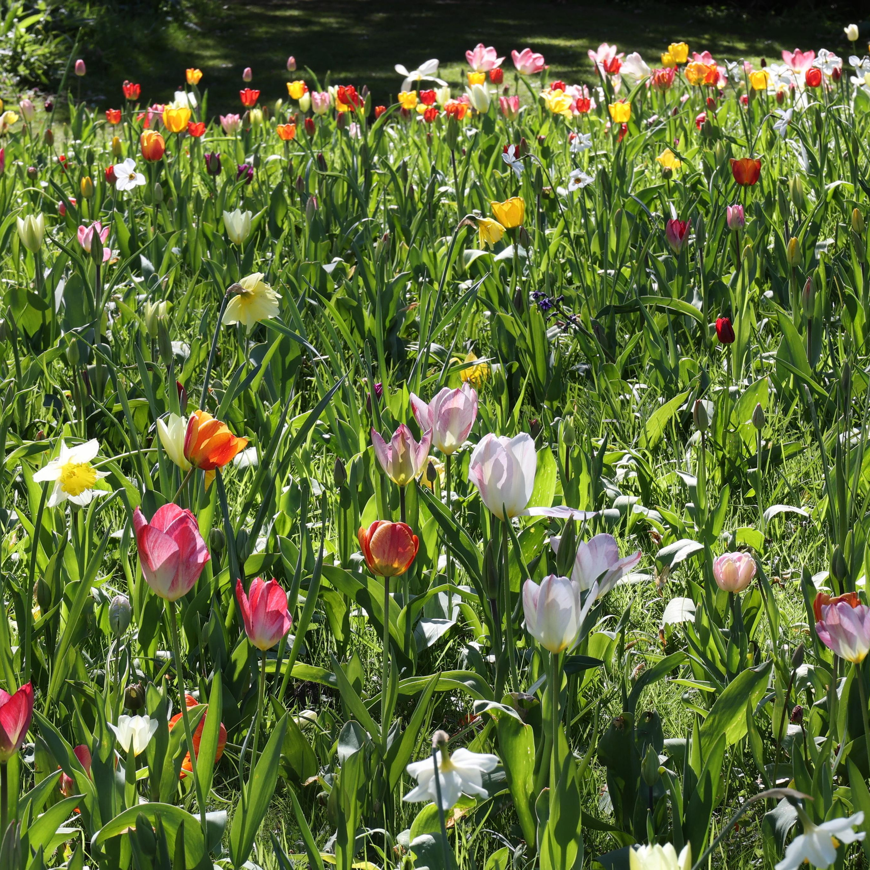 Services. Couples and portraits photographer Wimbledon London