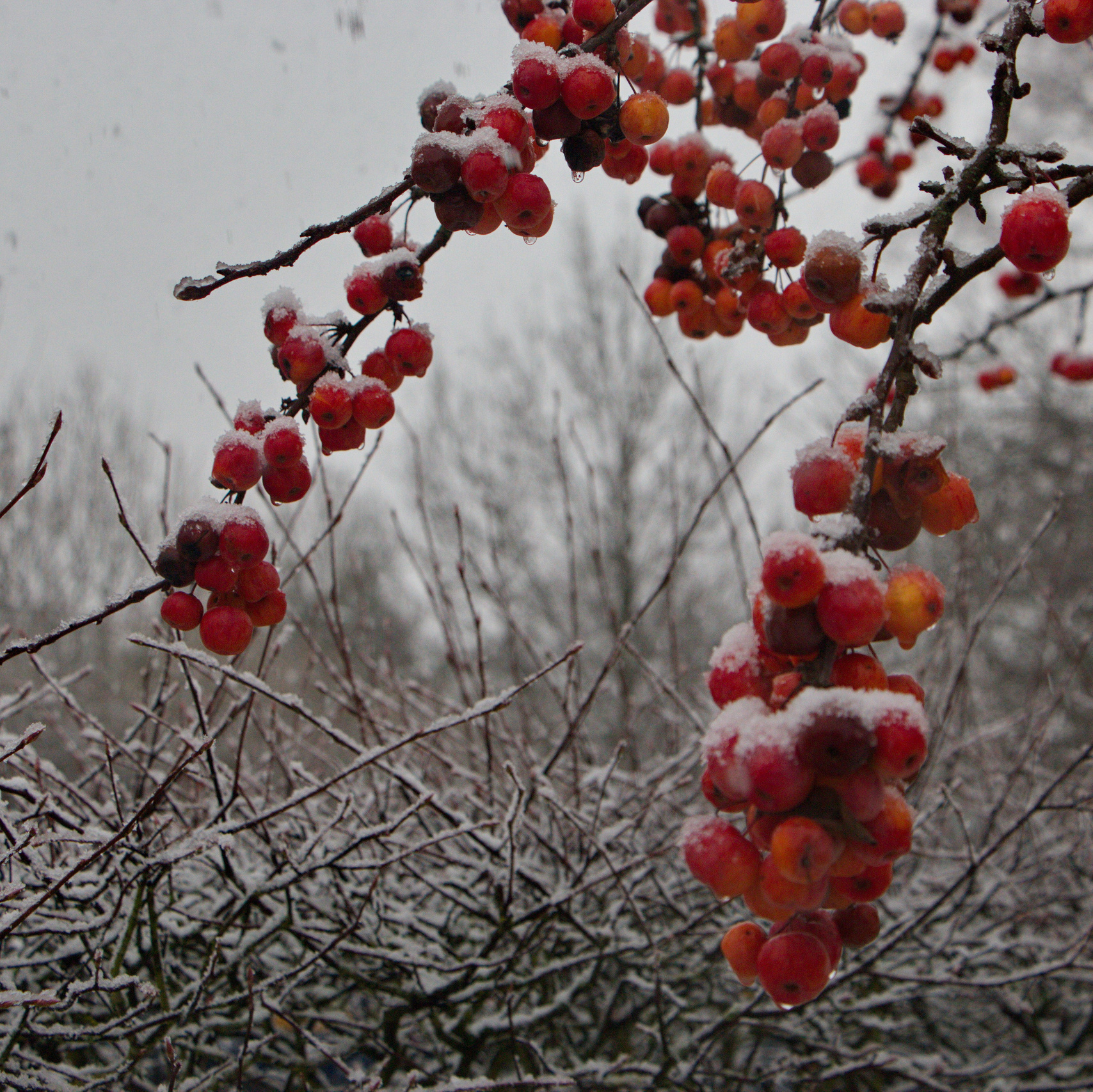 Services. Couples and portraits photographer Wimbledon London