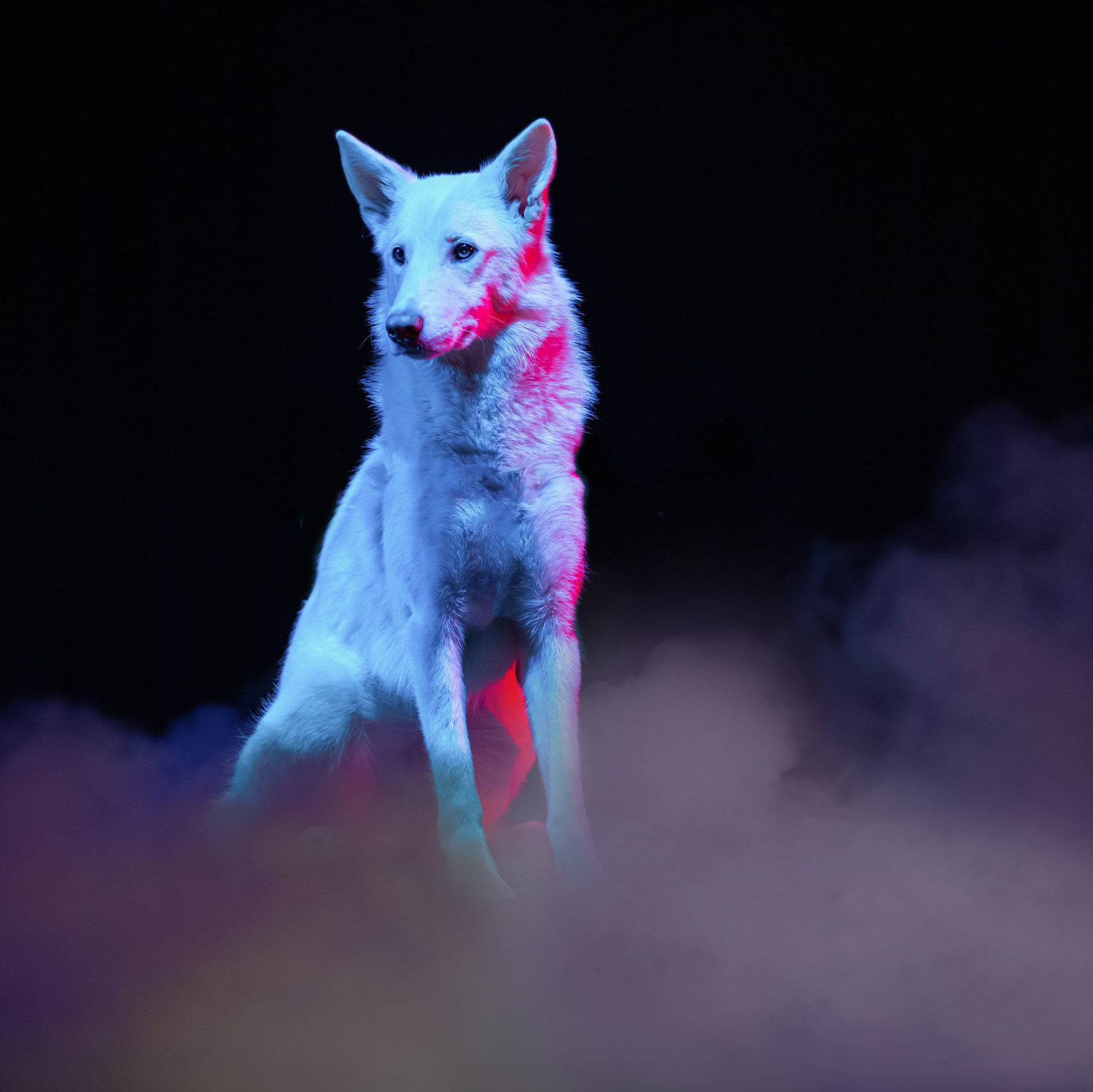 Прайс анімалістика европа. Репортажний фотограф/анімаліст КИЇВ