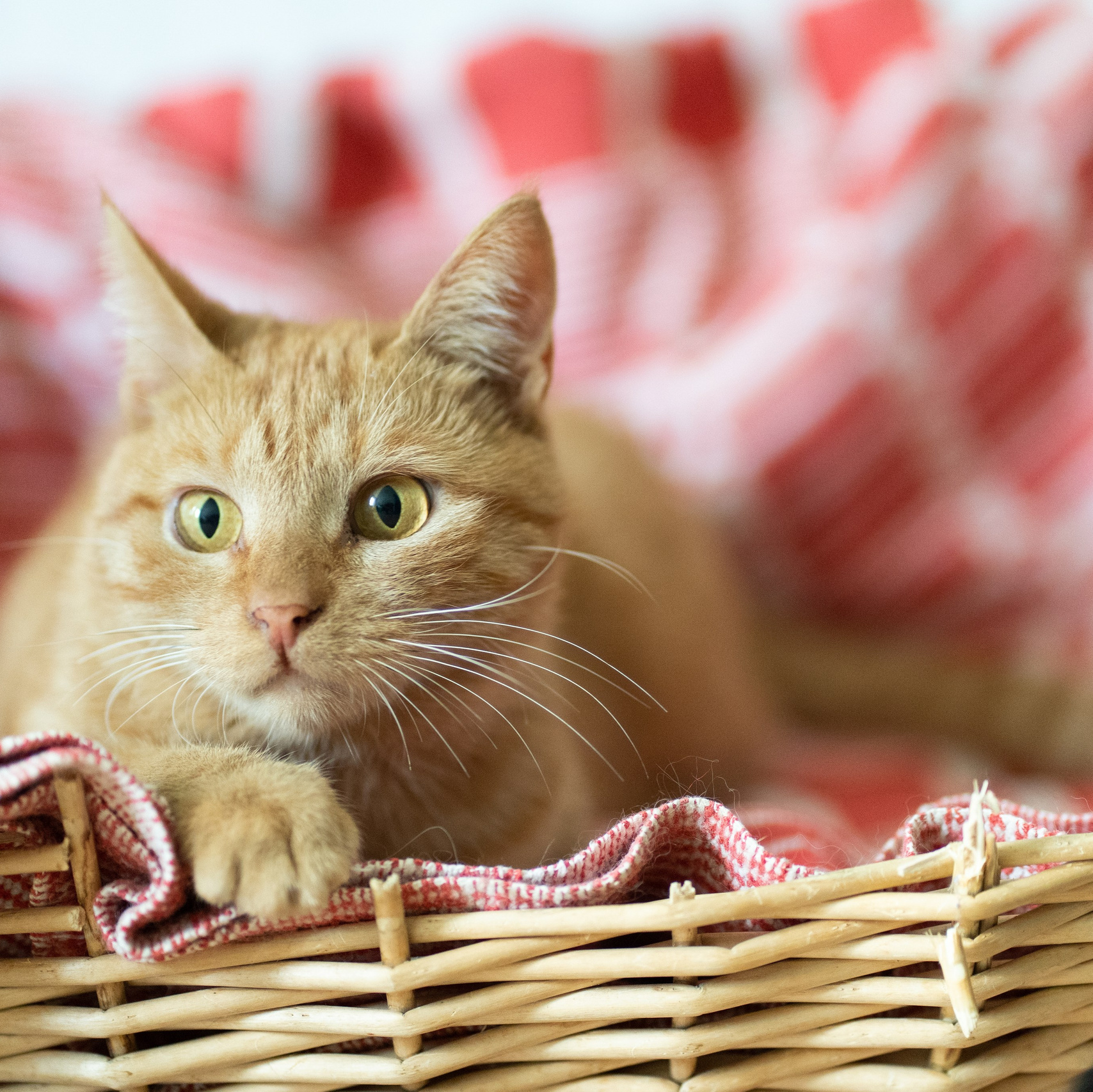 Сім’я кожному. Family photographer in Kiev Natalia Shkavron