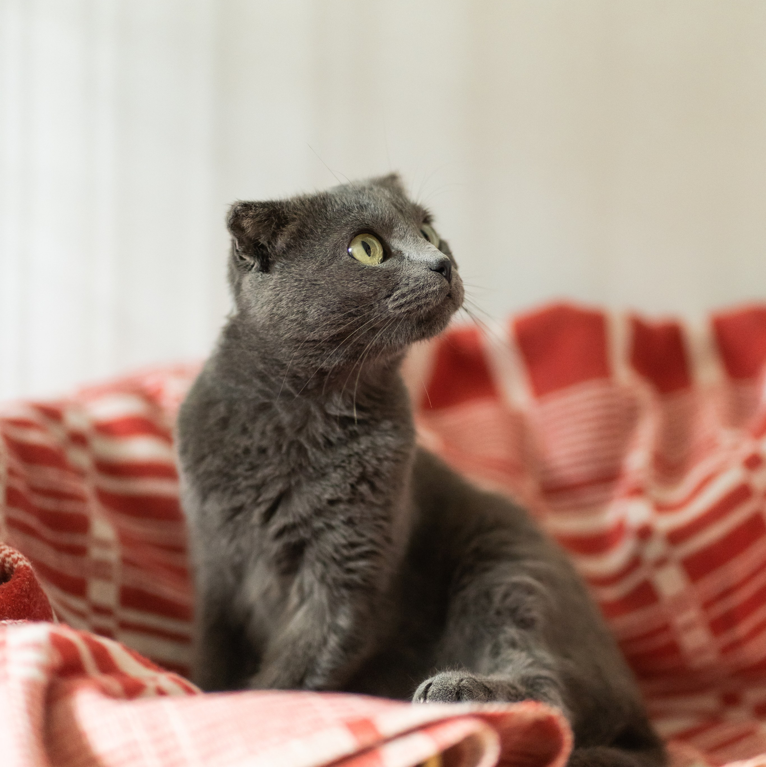 Сім’я кожному. Family photographer in Kiev Natalia Shkavron