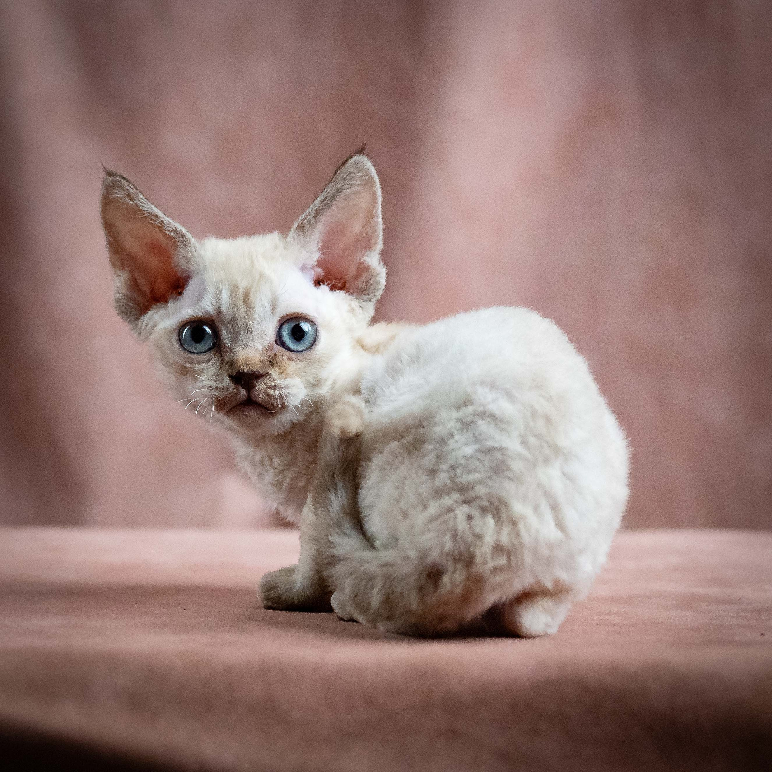 Maya, girl, born 01.15.26. Devon Rex Pixie Cattery