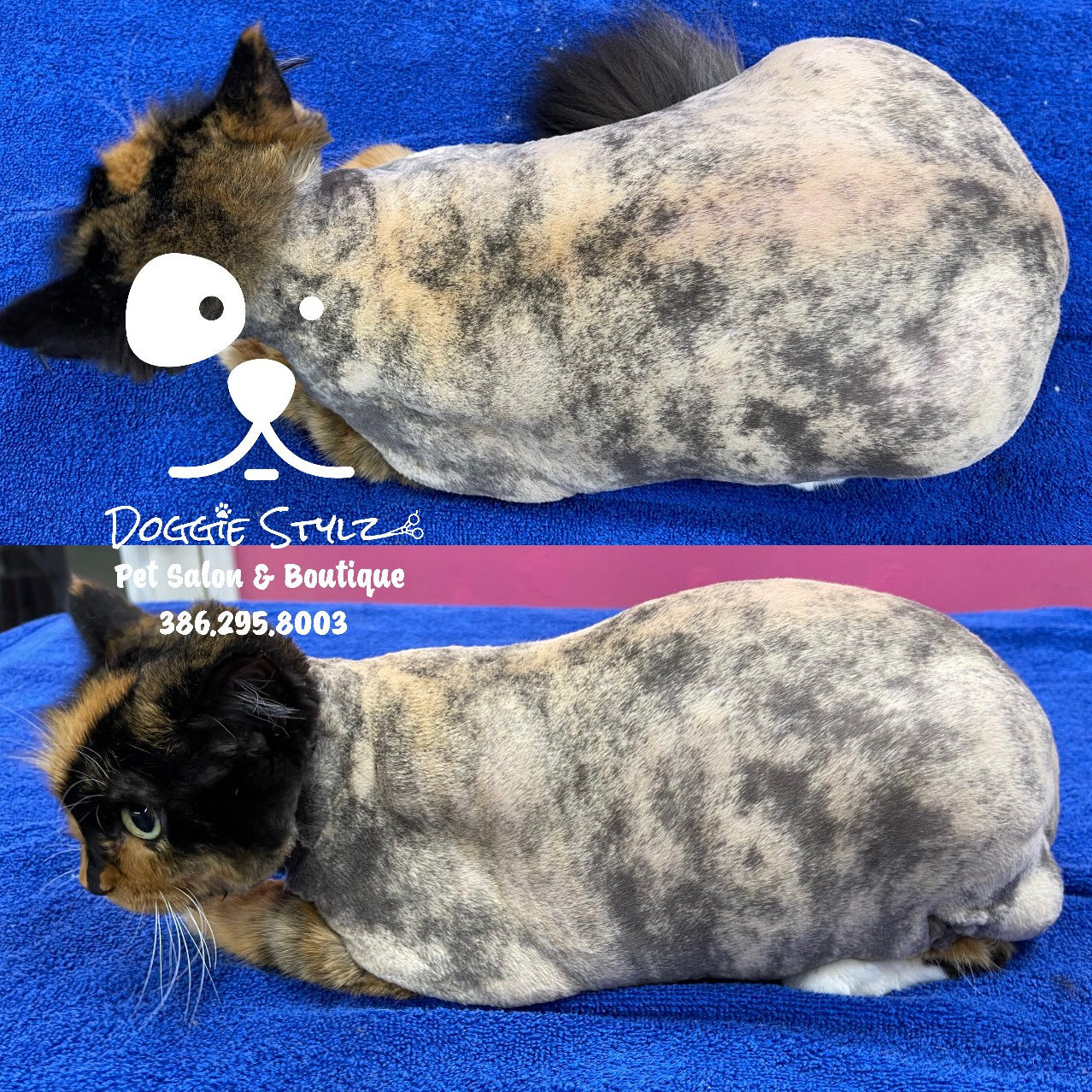 CAT GROOMING. Doggie Stylz Pet Salon