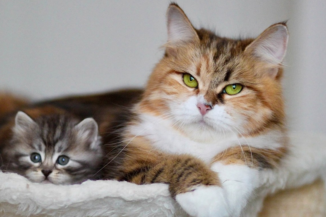Calico Siberian queen nurturing her kitten in a cozy perch - gentle and attentive mother cat