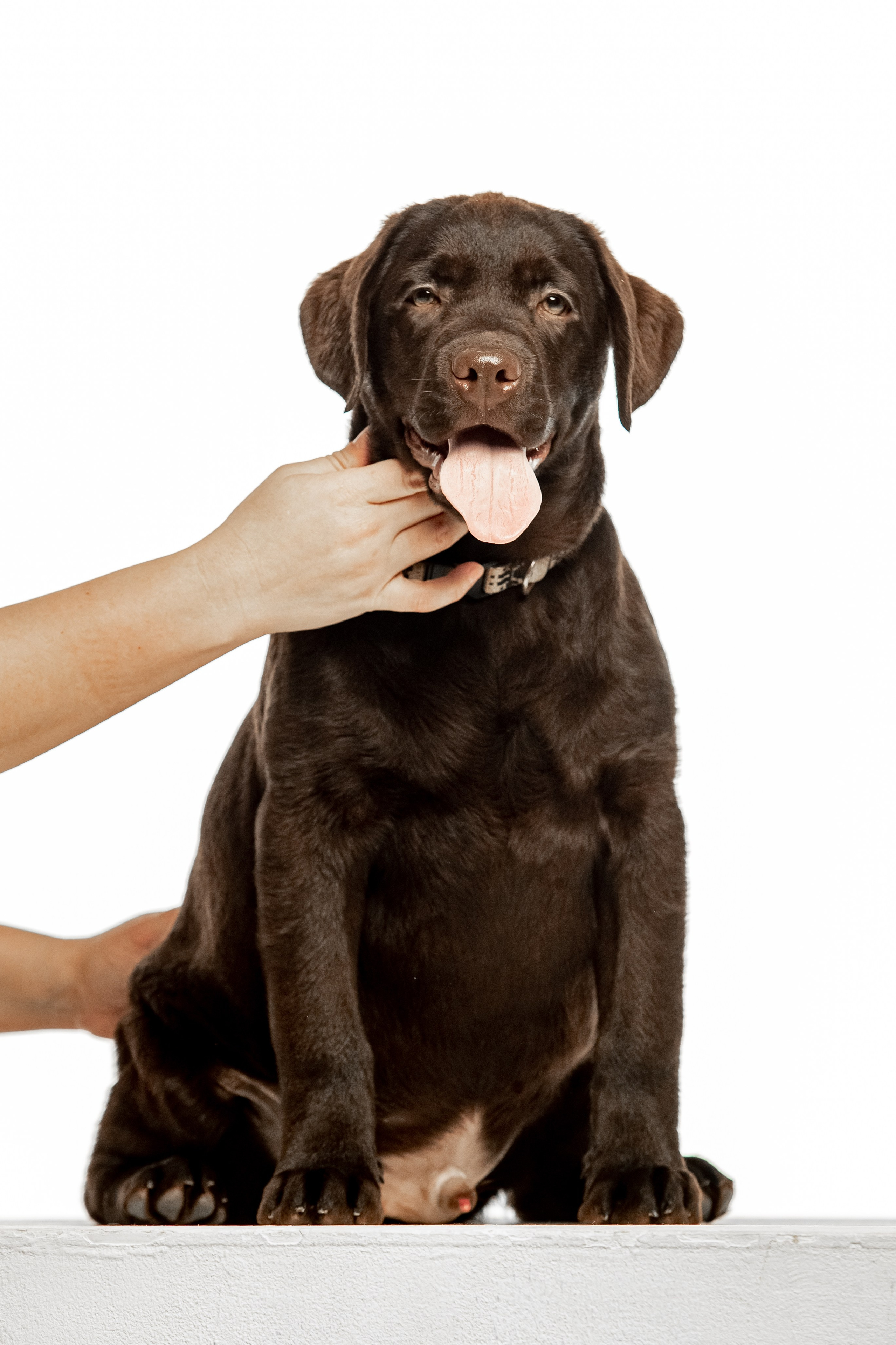 Цуценята шоколадного лабрадора. Цуценята лабрадор ретривера, Дніпро, Україна