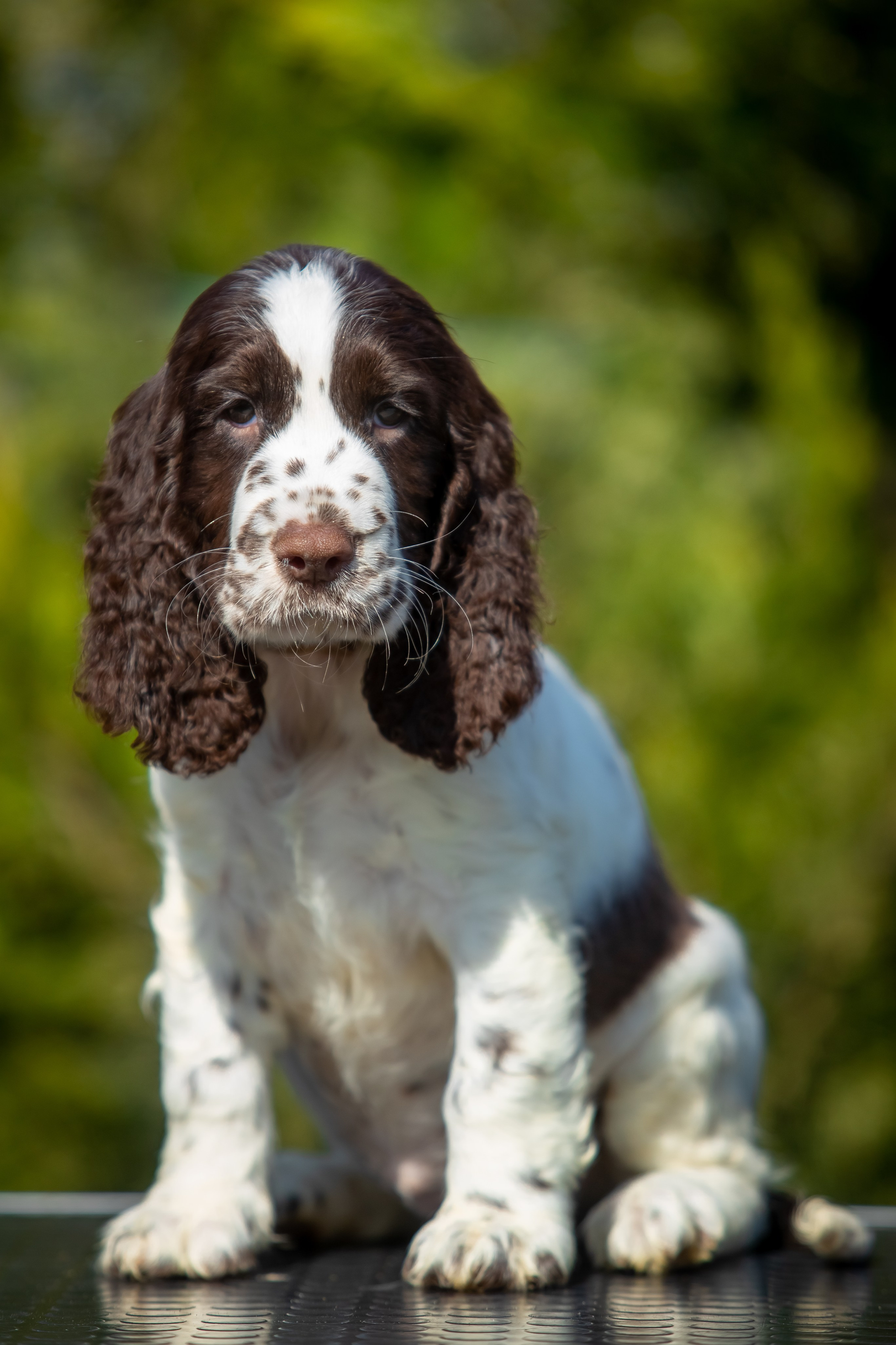 English Springer Spaniel female puppy grey collar January 2026
