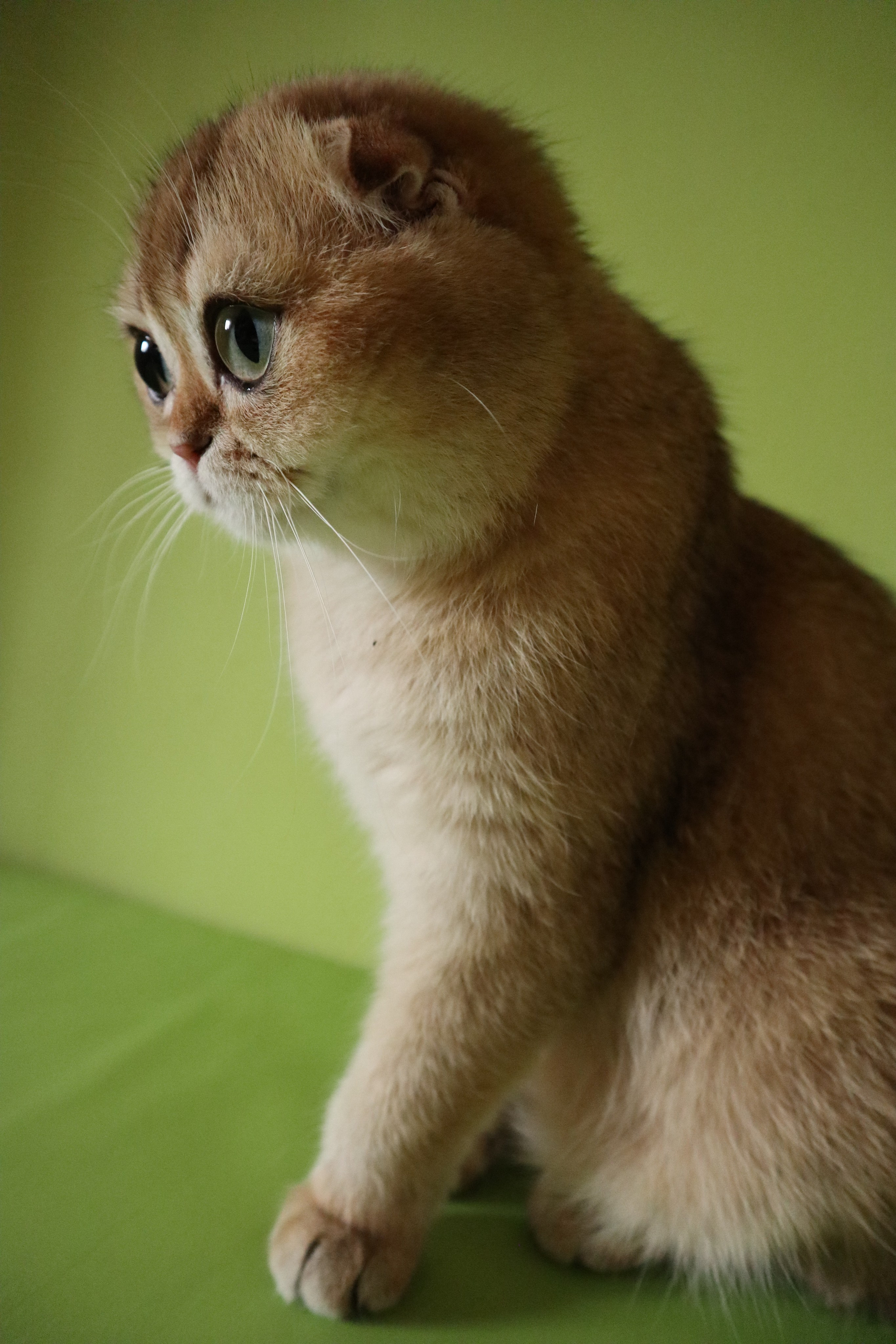 Scottish Fold and Scottish Straight. DreamCatFold — питомник шотландских кошек в Греции