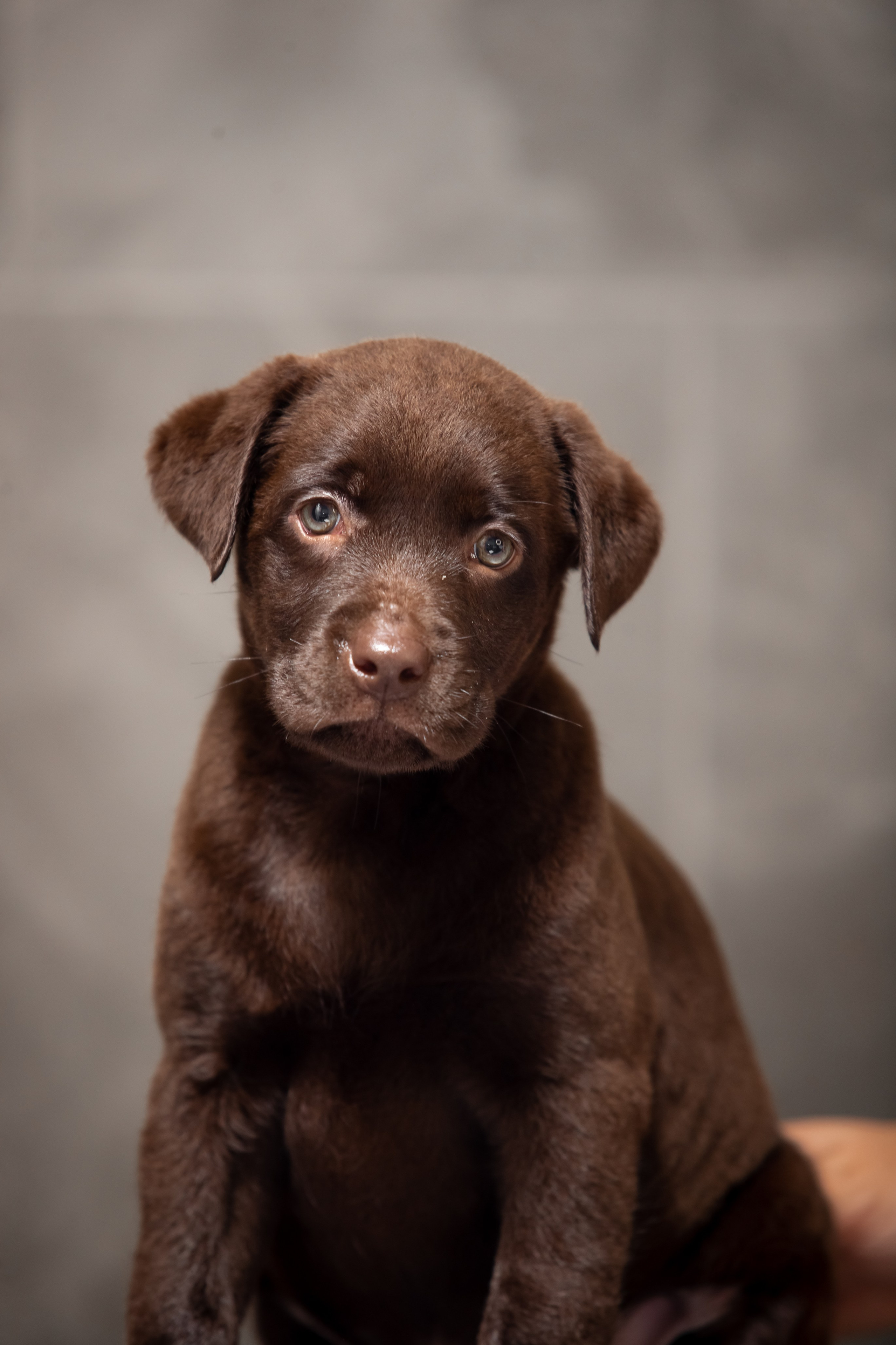 Цуценята шоколадного лабрадора. Цуценята лабрадор ретривера, Дніпро, Україна