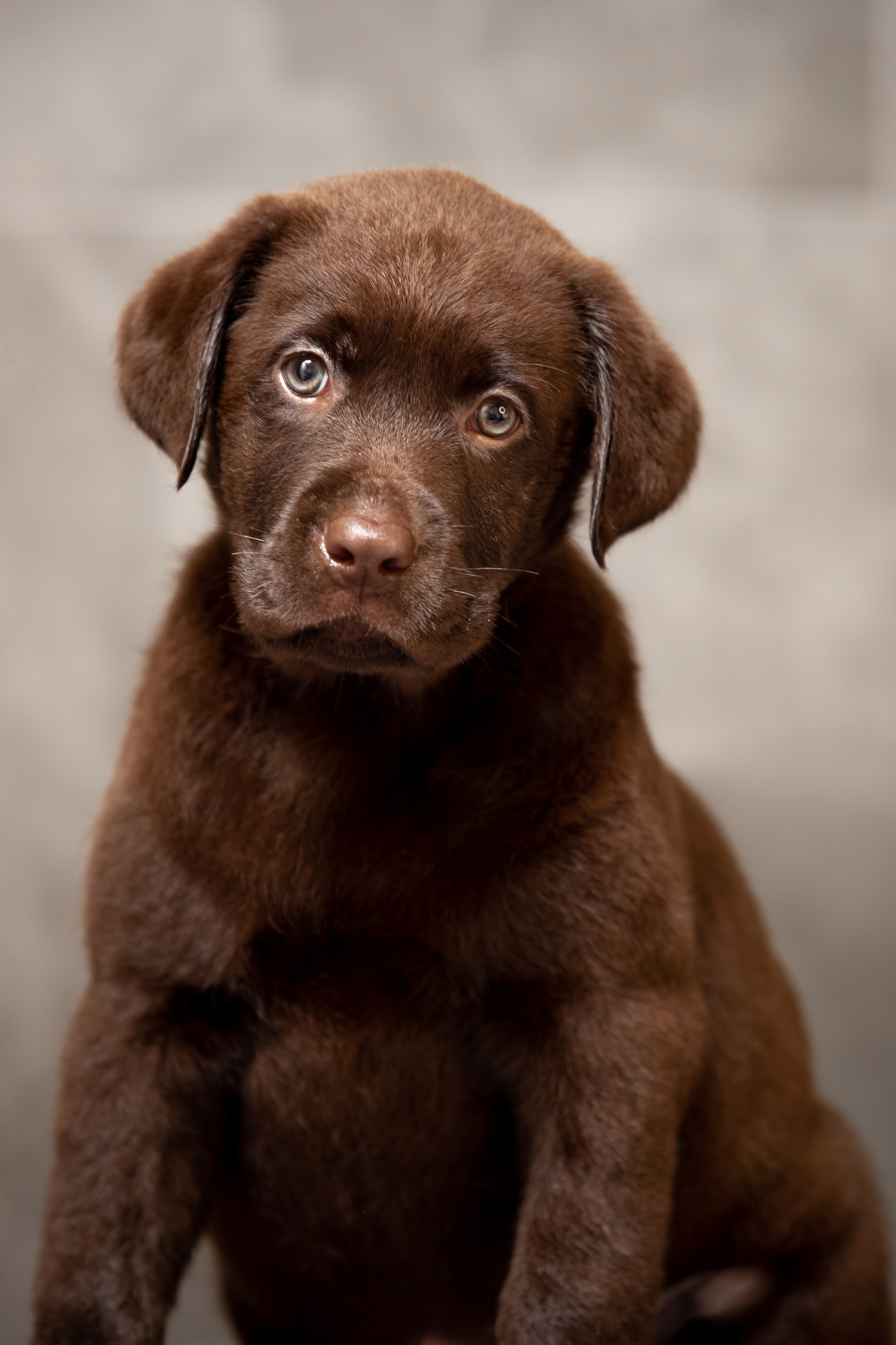 Цуценята шоколадного лабрадора. Цуценята лабрадор ретривера, Дніпро, Україна